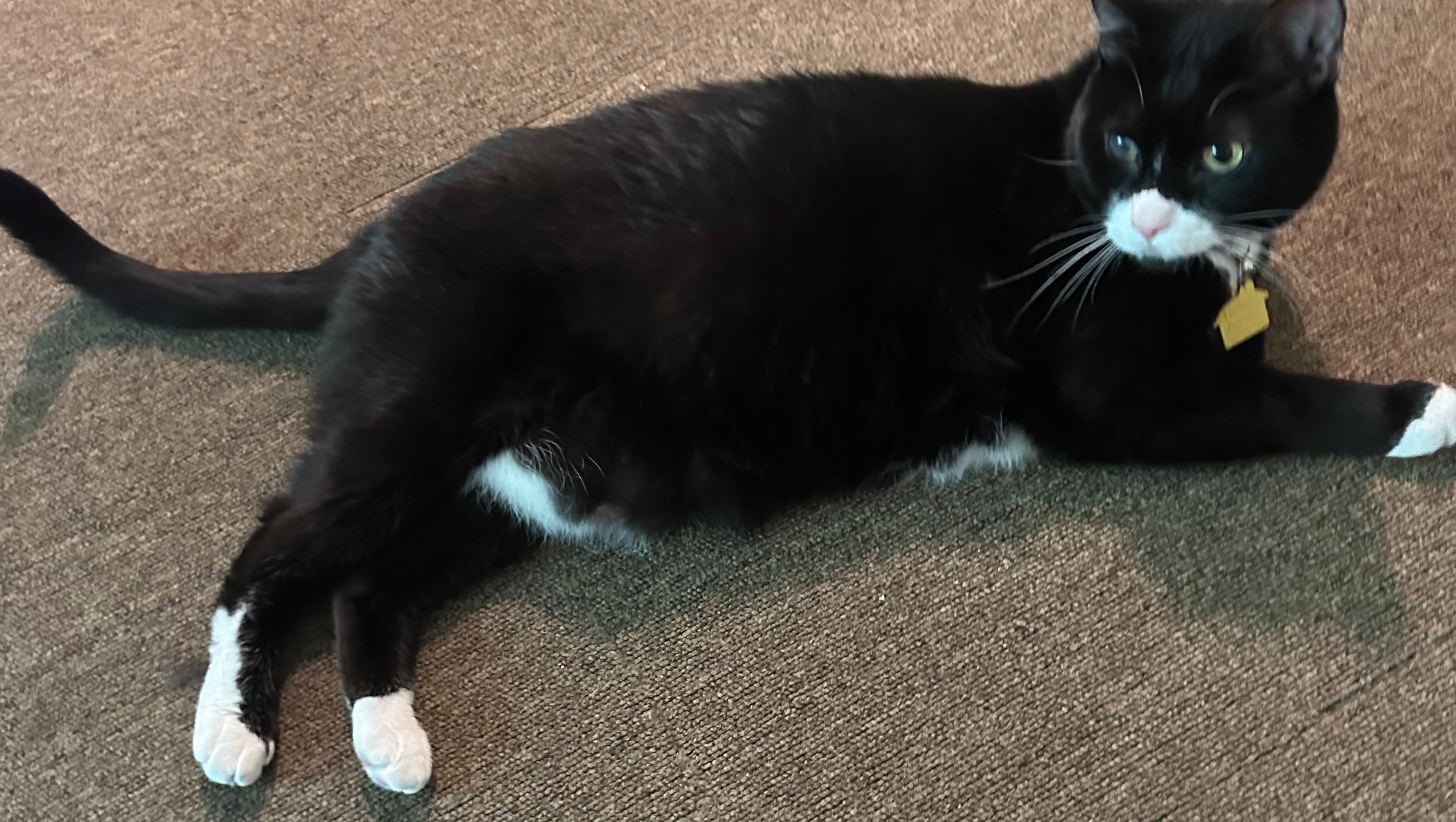 Help Pinky Get Life-Saving Surgery photo