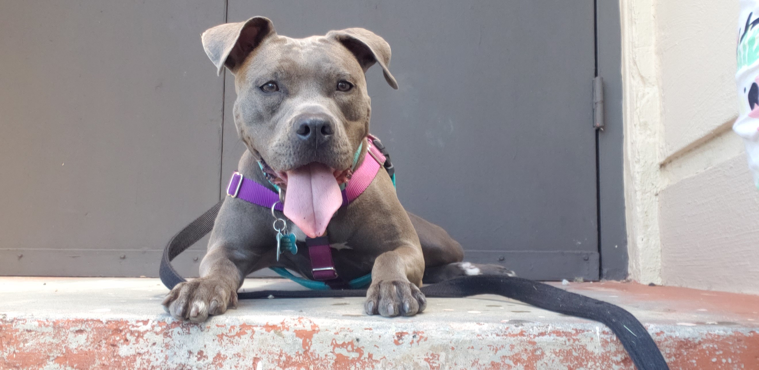 Save Agnes: Urgent Surgery Needed campaign photo, 6 of 6