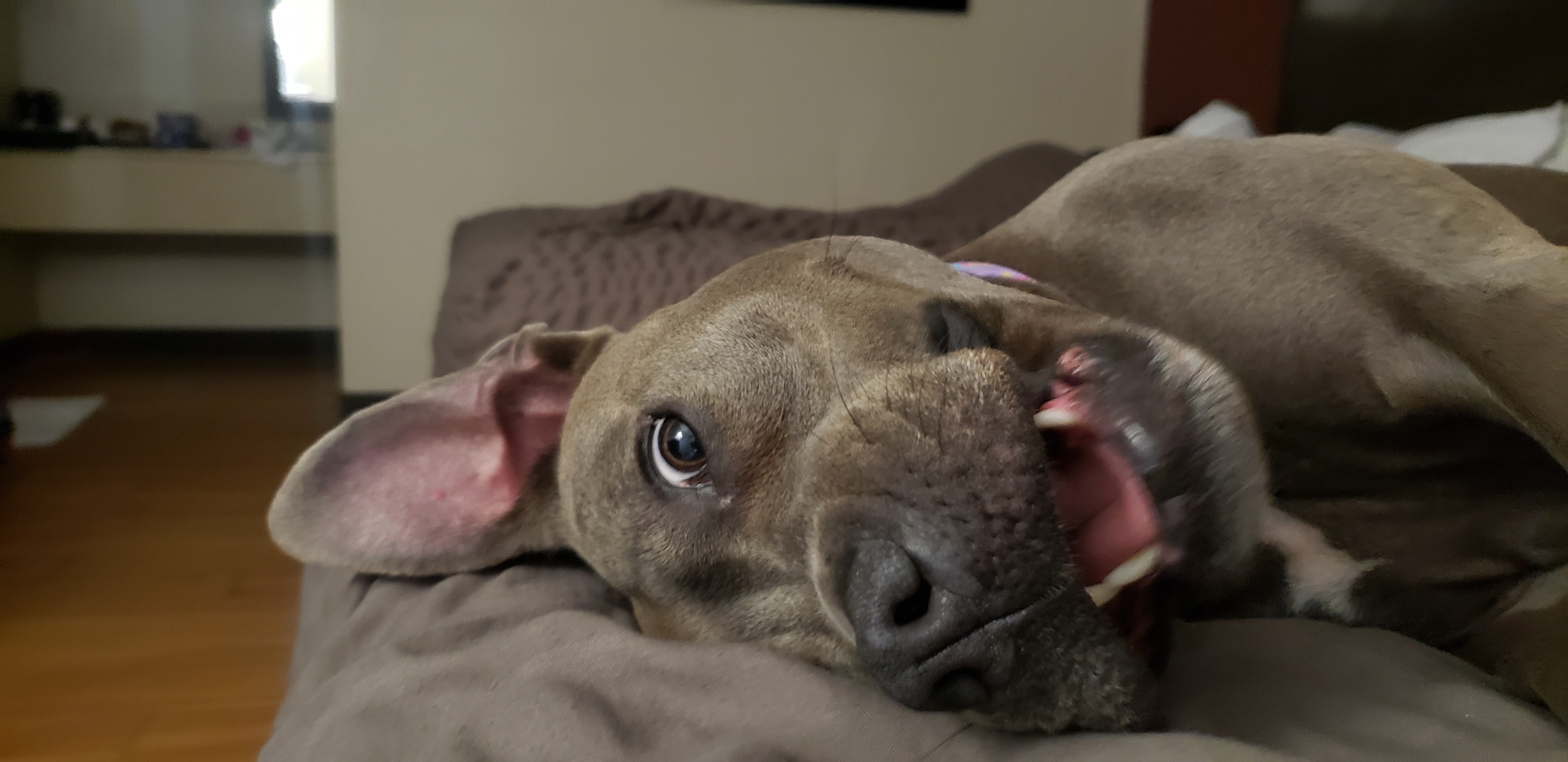 Save Agnes: Urgent Surgery Needed campaign photo, 2 of 6
