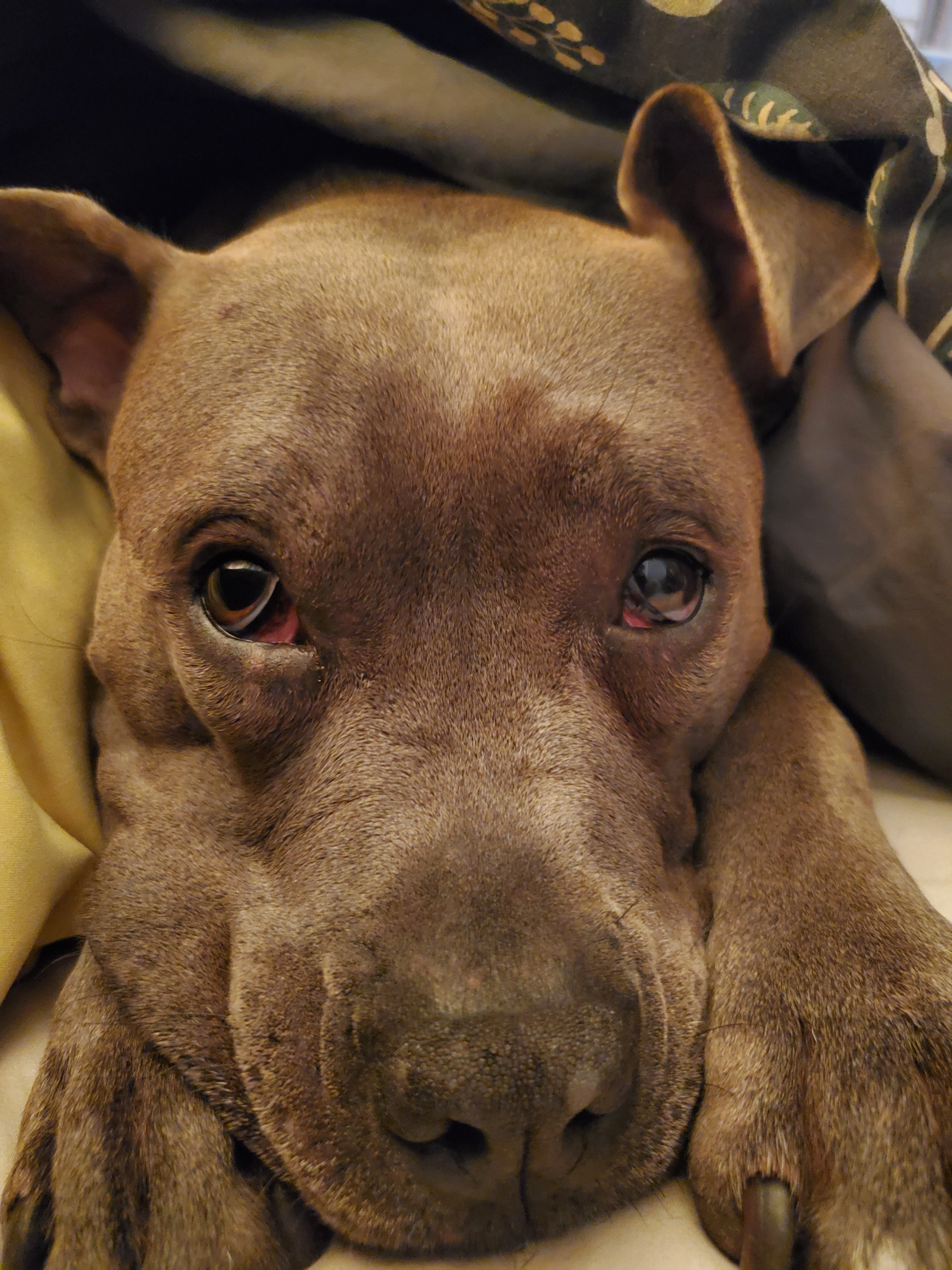 Save Agnes: Urgent Surgery Needed campaign photo, 4 of 6