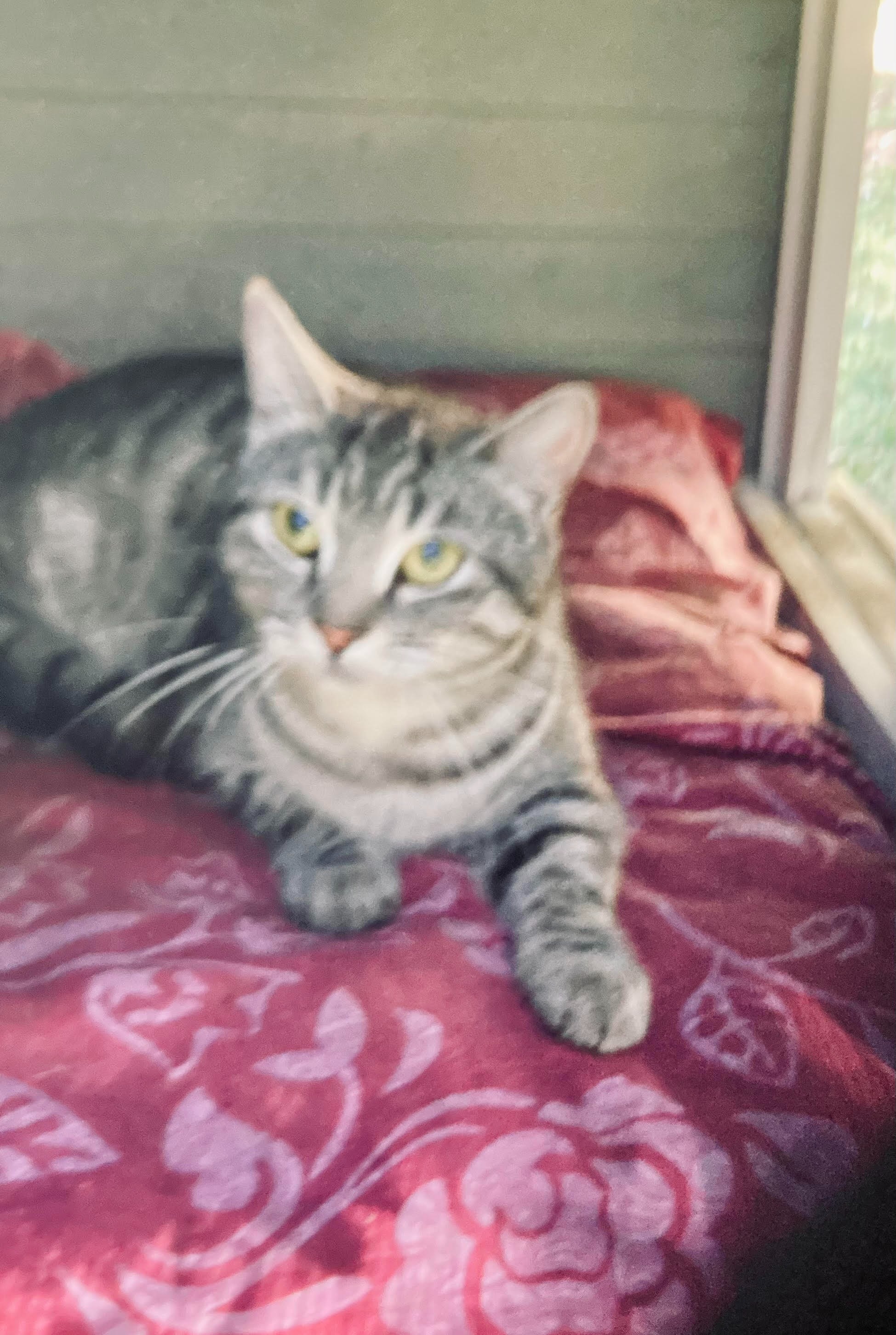 Help Give 6 Abandoned Cats (& Their Kittens) a New Start campaign photo, 2 of 4