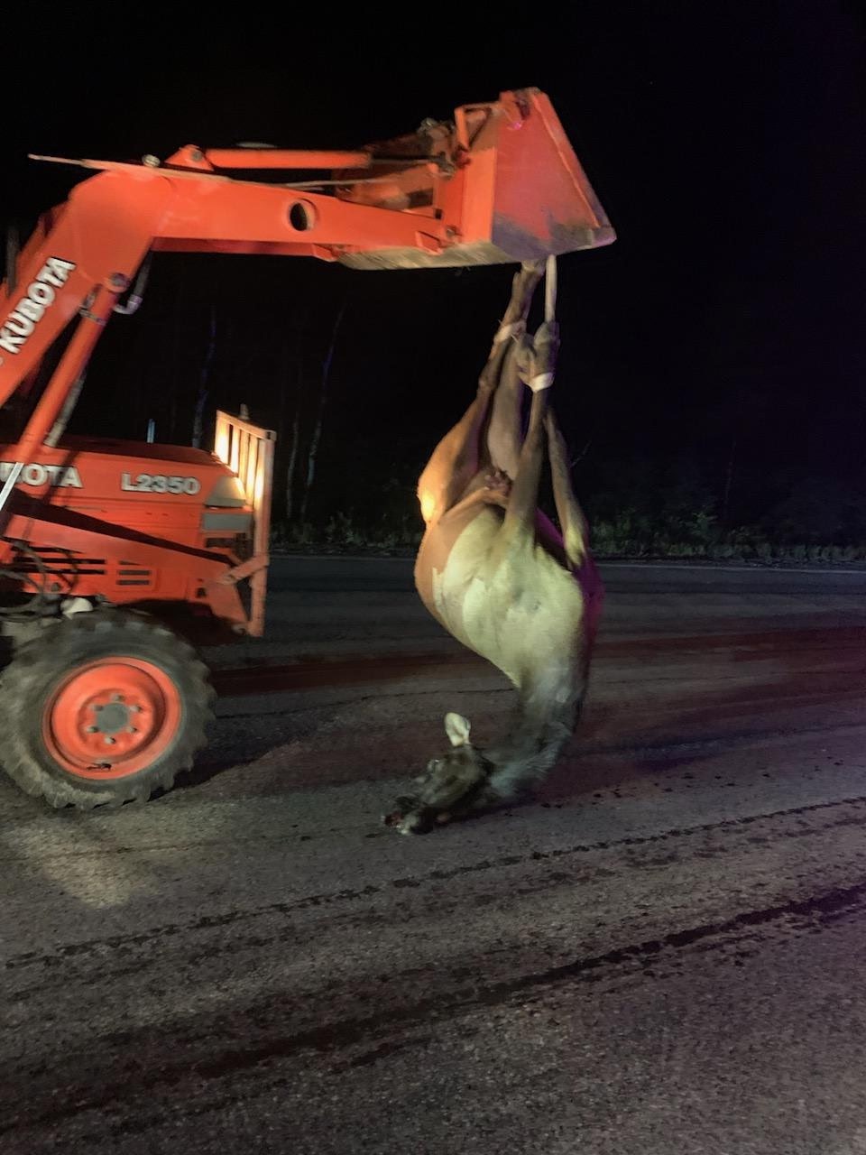 Kyler's Dream Derailed by Elk Collision campaign photo, 5 of 8