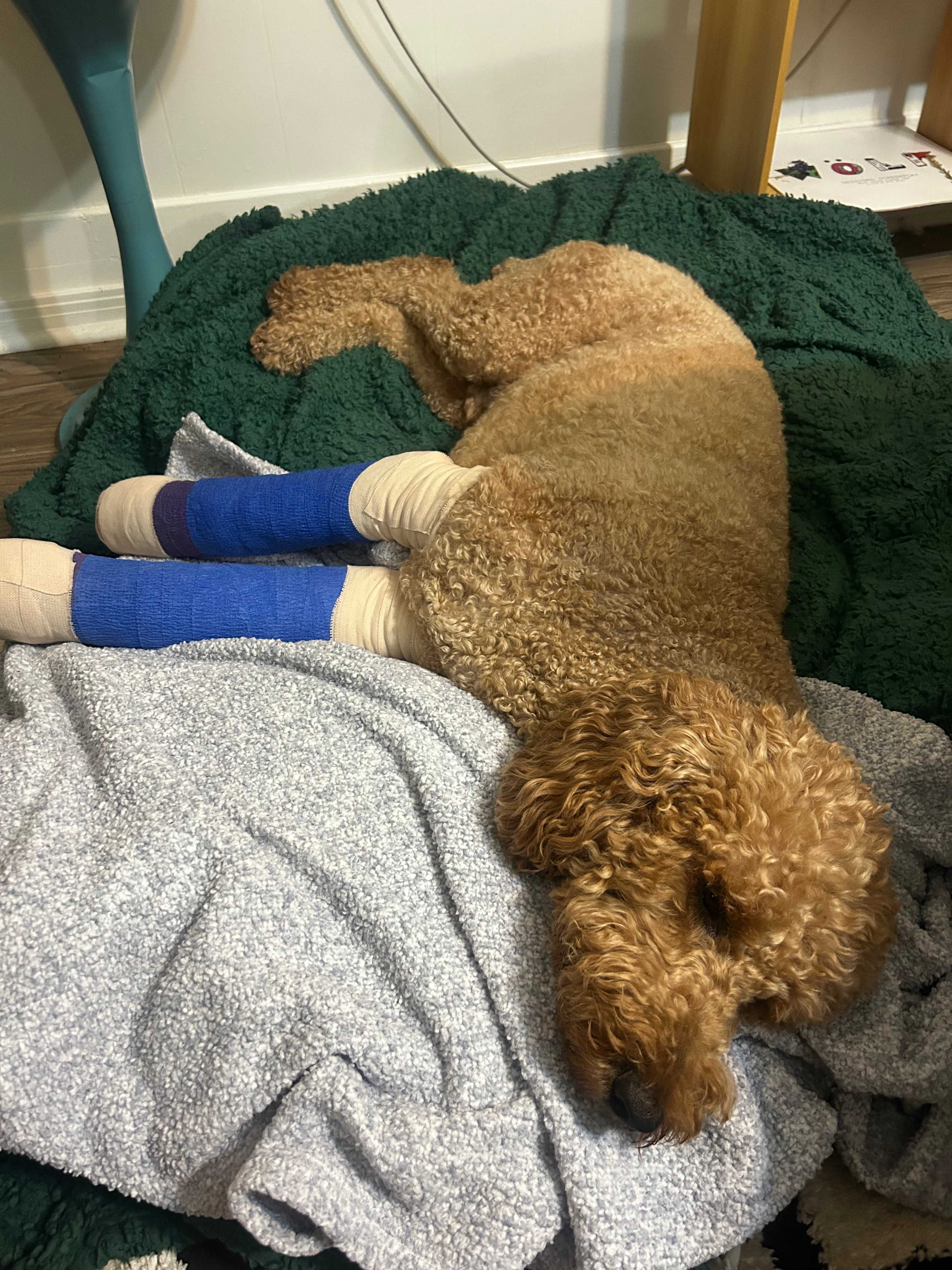 Help Toro Heal: Urgent Surgery Needed campaign photo, 6 of 7
