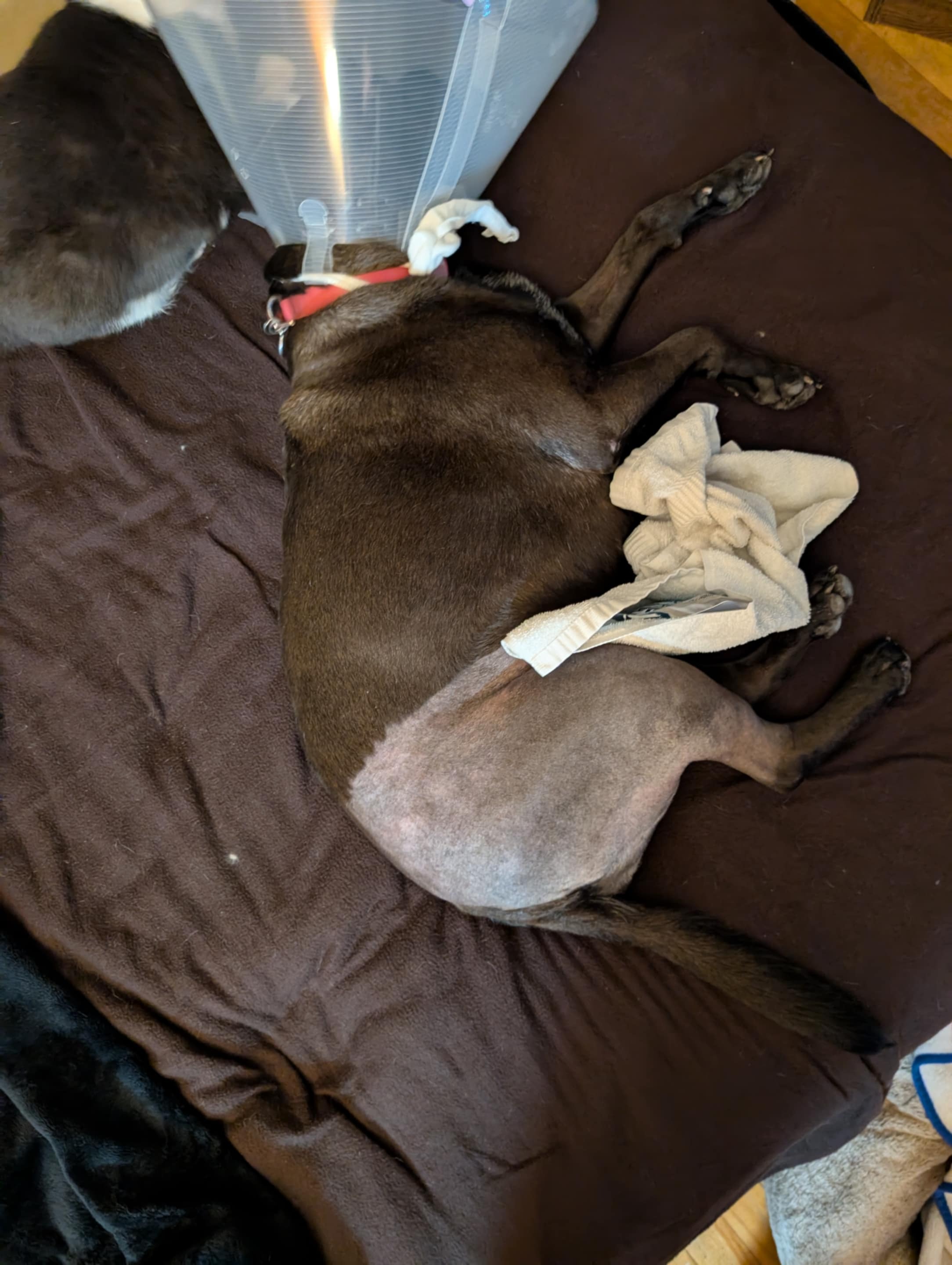 Expensive Surgery for Nova campaign photo, 5 of 8