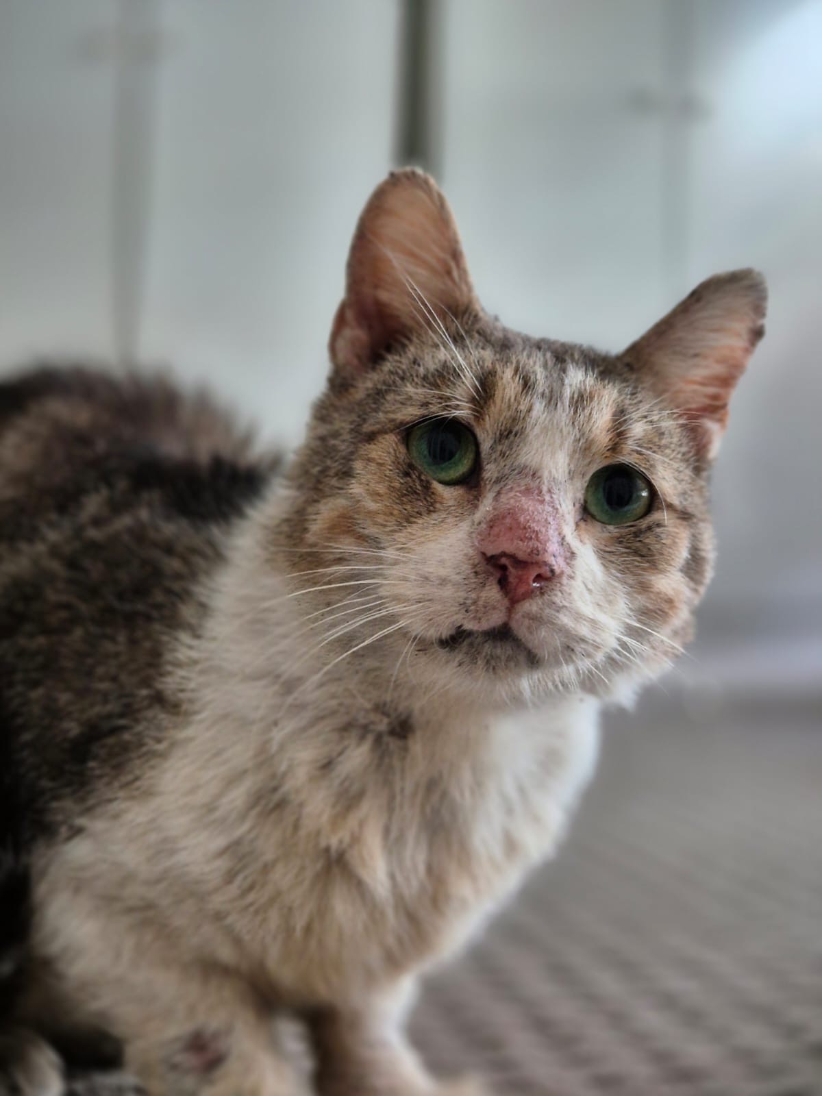 Peanut ongoing medical bills and expenses campaign photo, 7 of 8