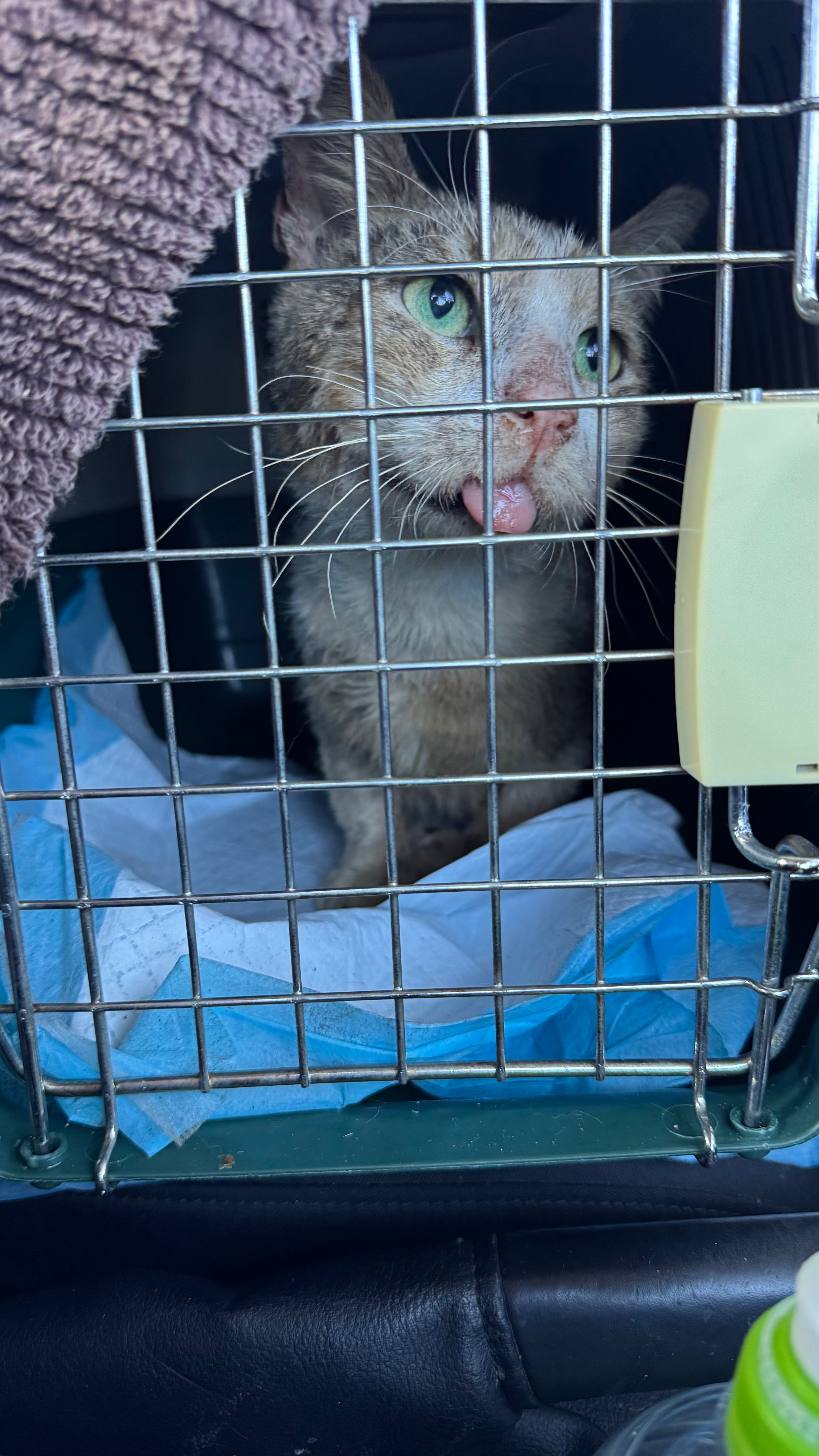 Peanut ongoing medical bills and expenses campaign photo, 5 of 8