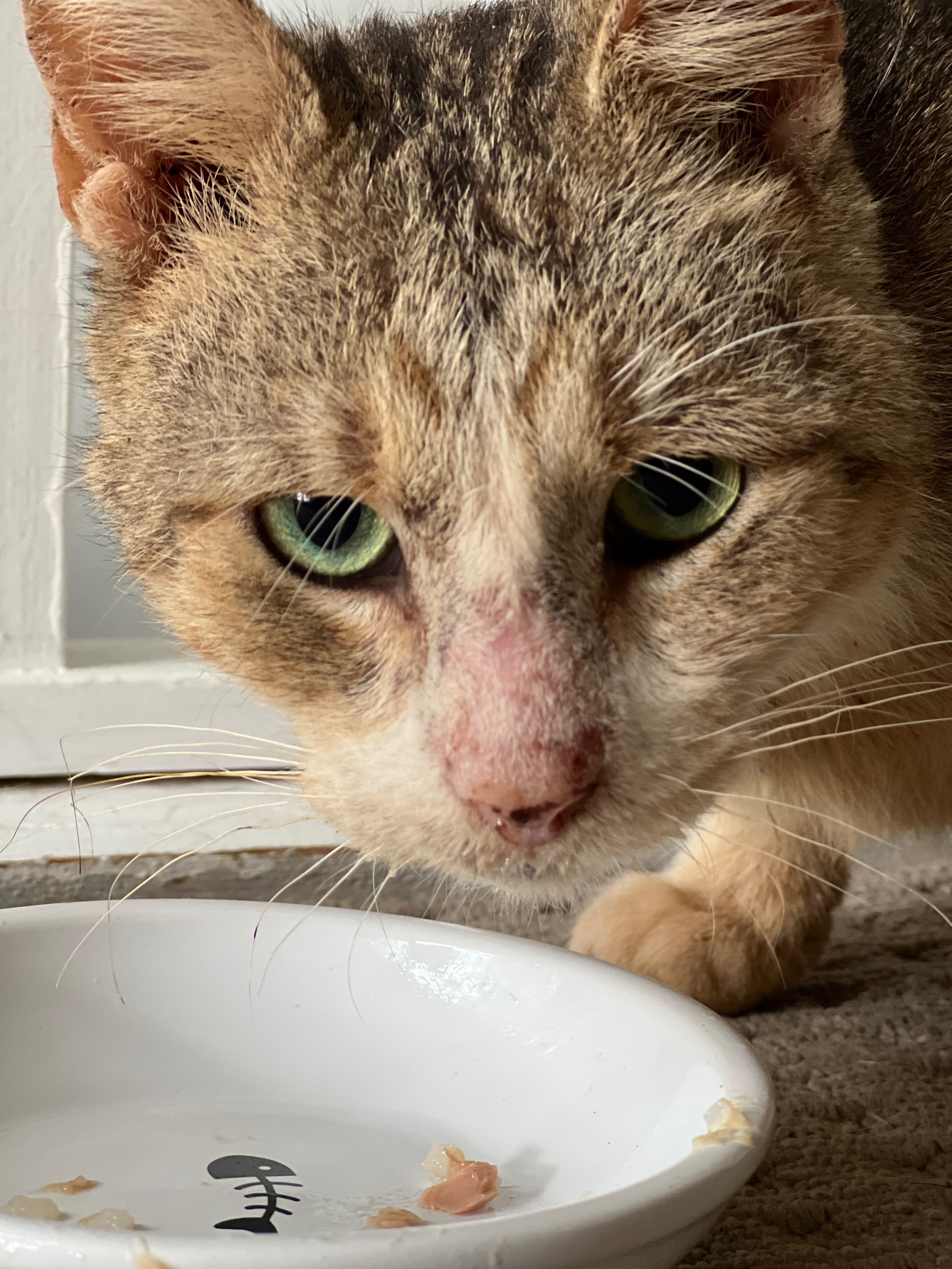 Peanut ongoing medical bills and expenses campaign photo, 6 of 8