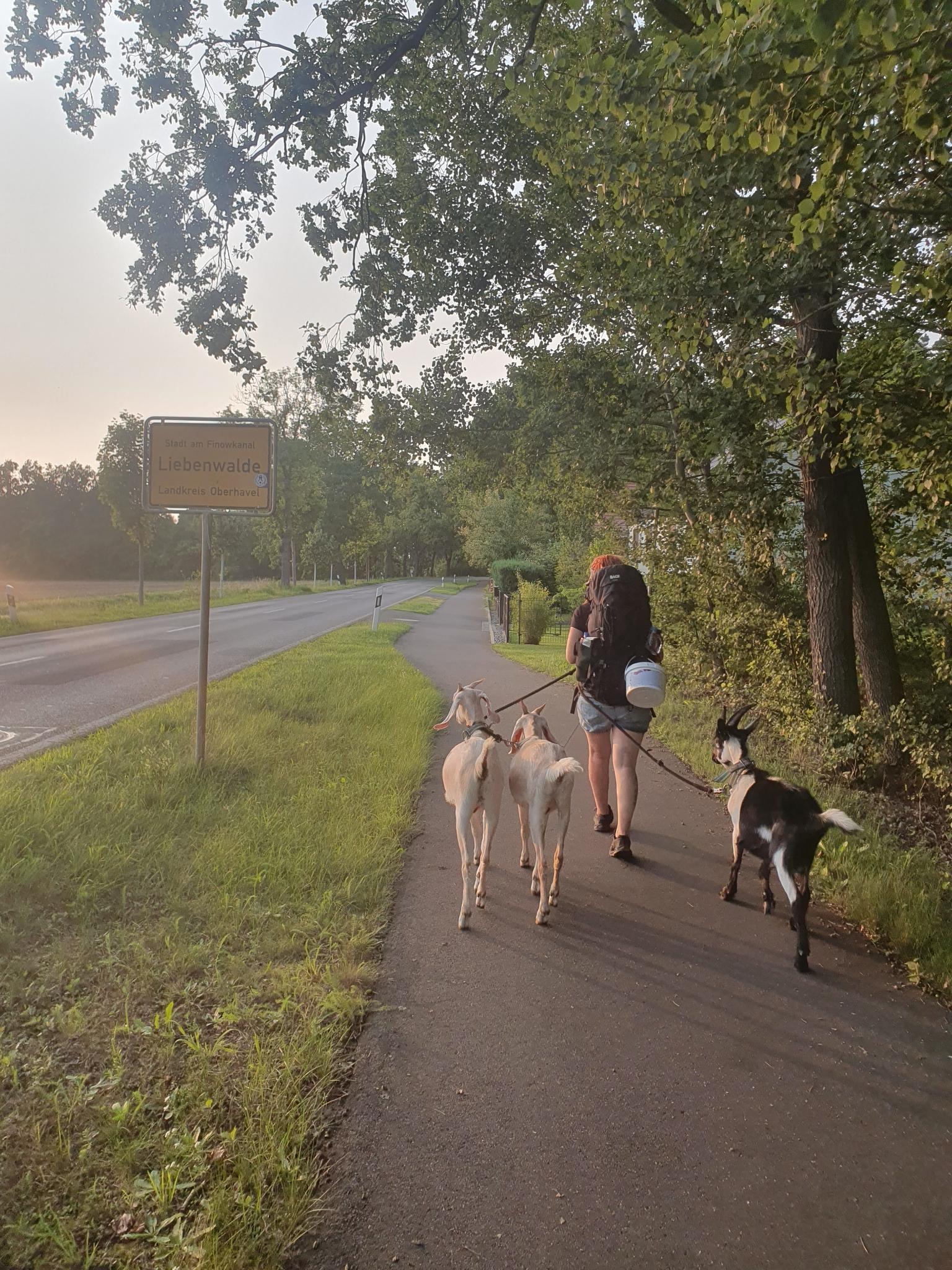 Packziegenwanderungen für Erkrankte und Gesunde ermöglichen! campaign photo, 2 of 8