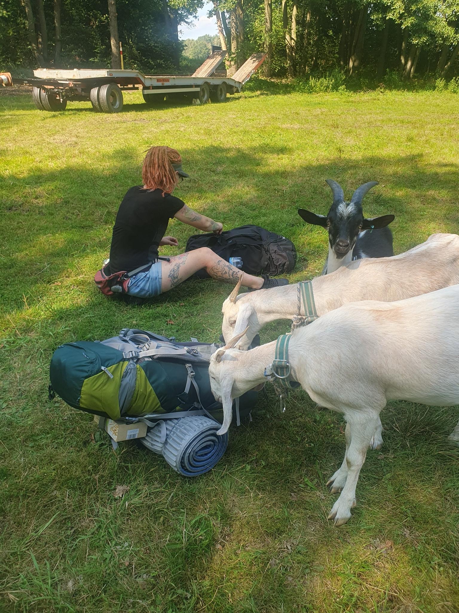 Packziegenwanderungen für Erkrankte und Gesunde ermöglichen! campaign photo, 4 of 8
