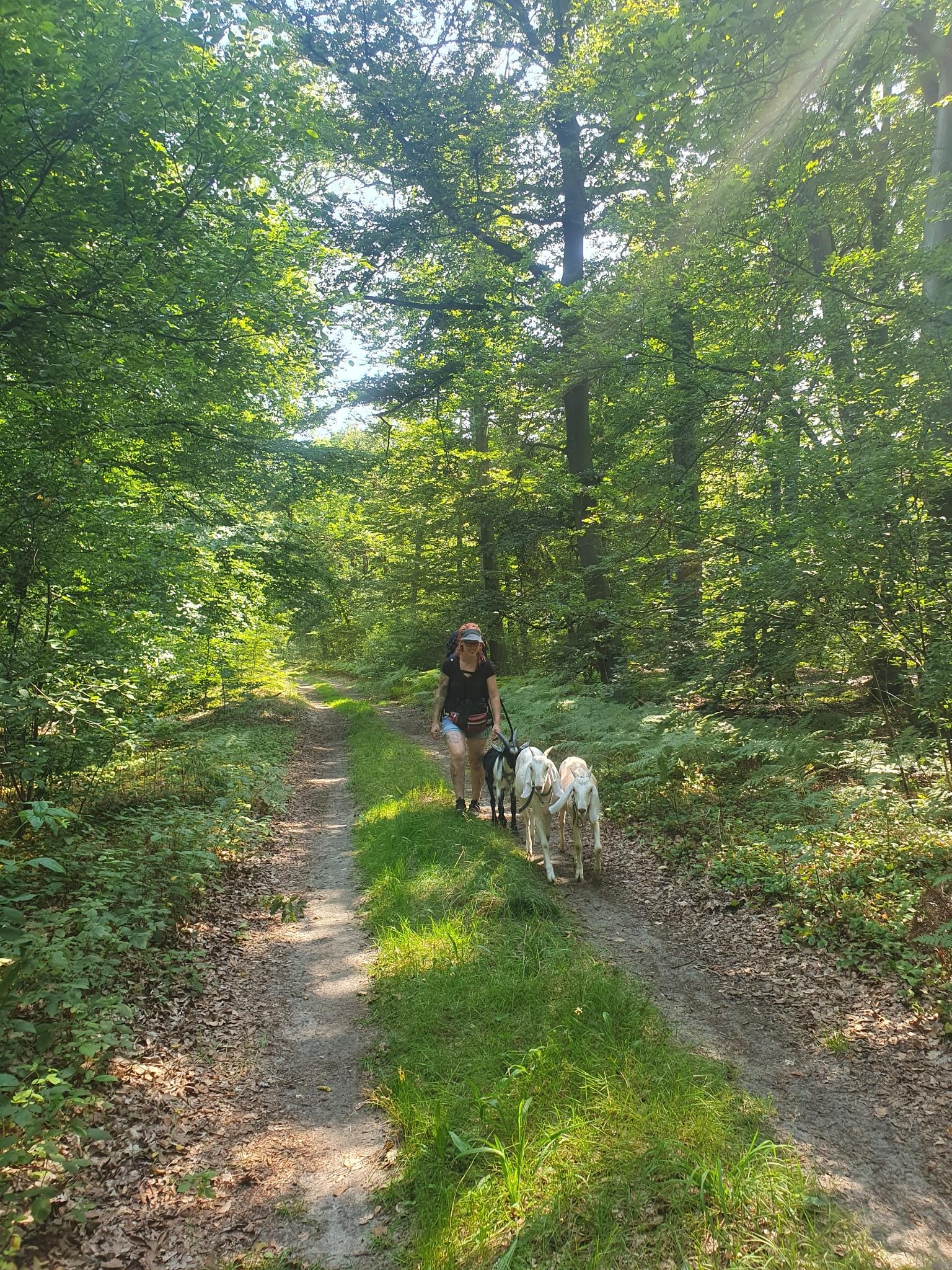 Packziegenwanderungen für Erkrankte und Gesunde ermöglichen! campaign photo, 5 of 8