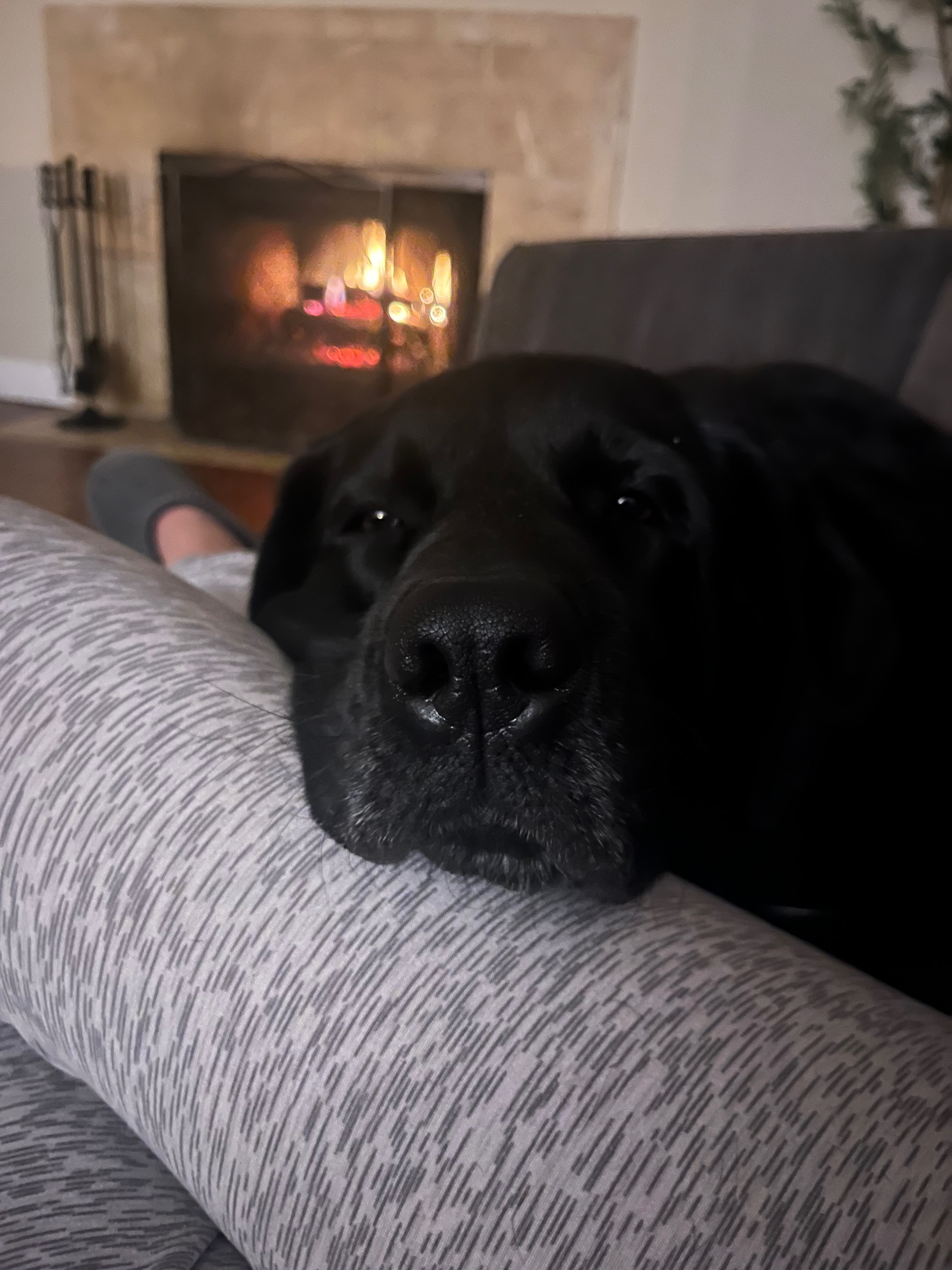 Help Bella: Surgery Needed for Intestinal Blockage campaign photo, 7 of 8