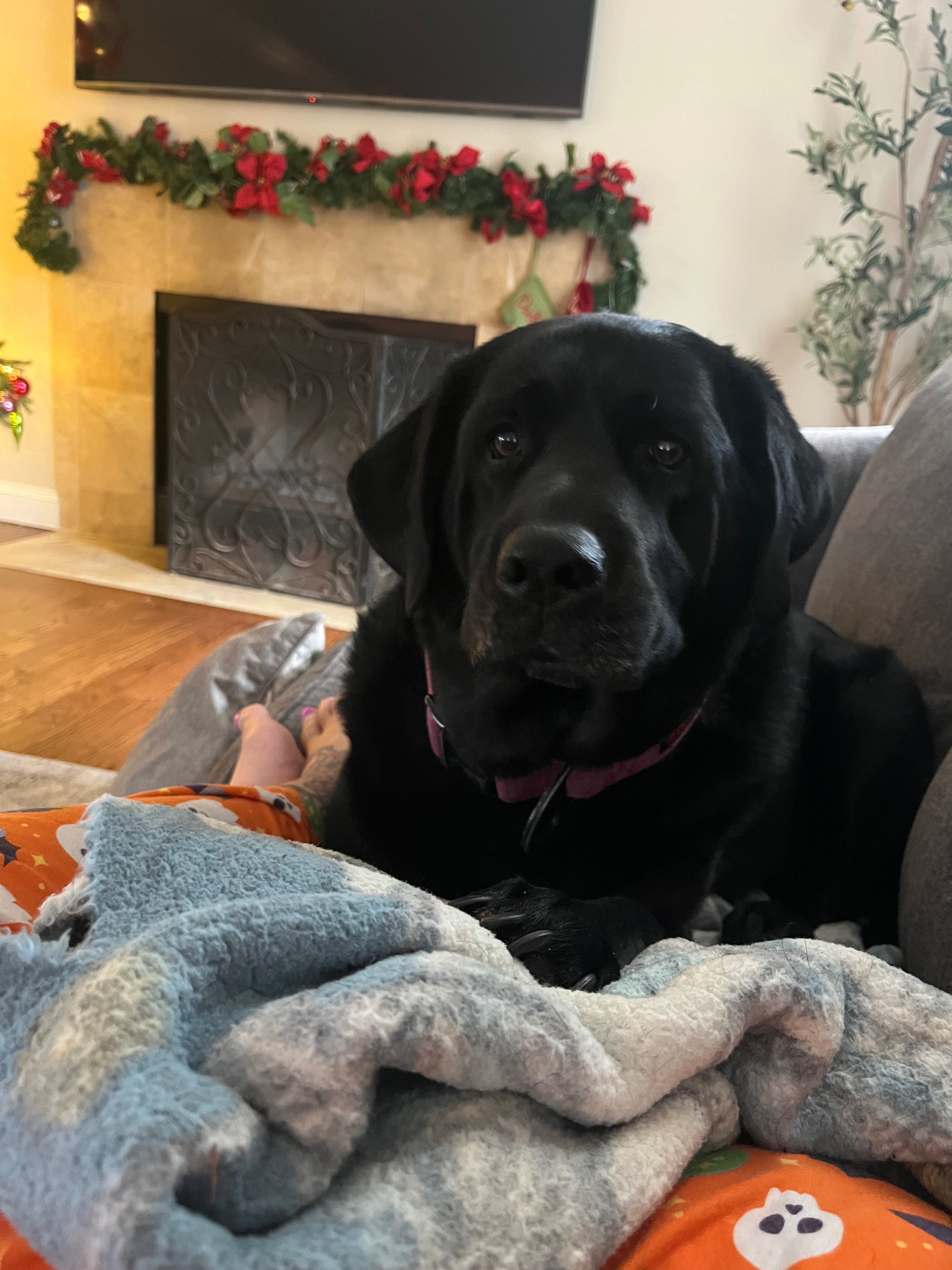 Help Bella: Surgery Needed for Intestinal Blockage campaign photo, 2 of 8