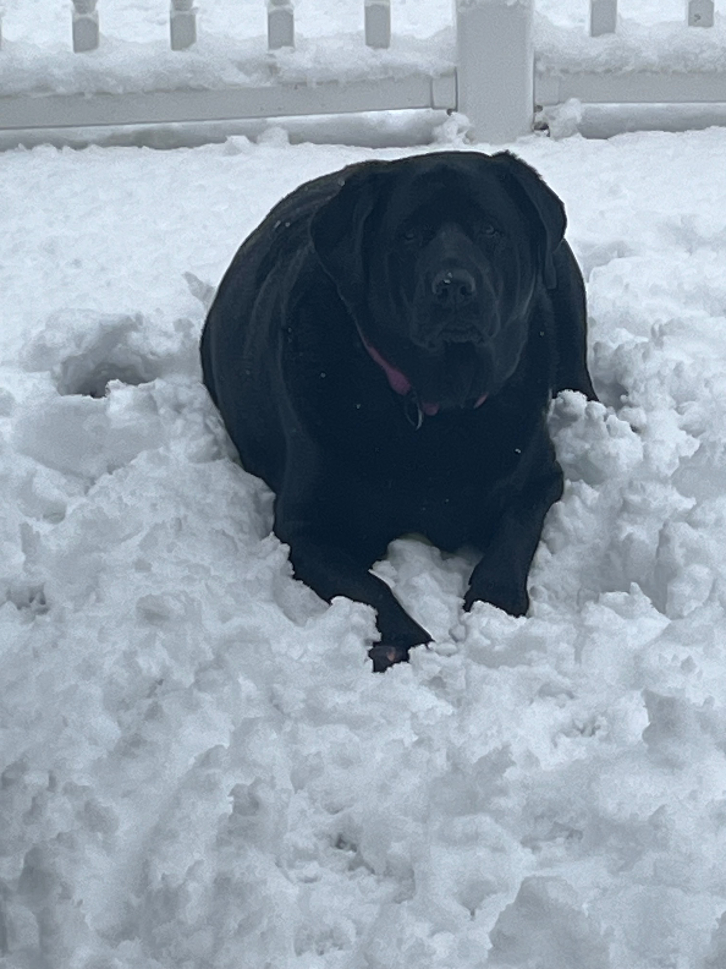 Help Bella: Surgery Needed for Intestinal Blockage campaign photo, 5 of 8