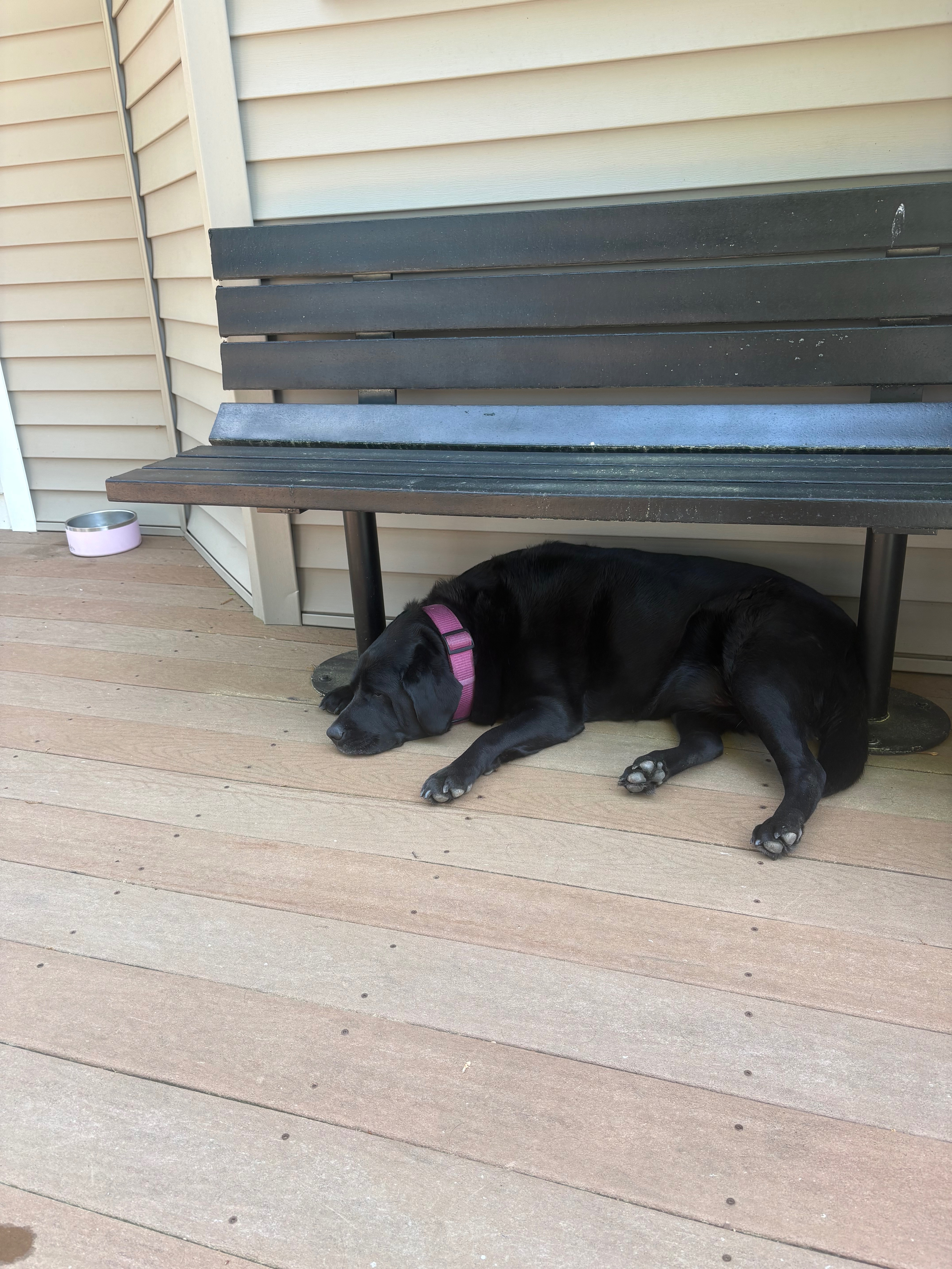 Help Bella: Surgery Needed for Intestinal Blockage campaign photo, 6 of 8