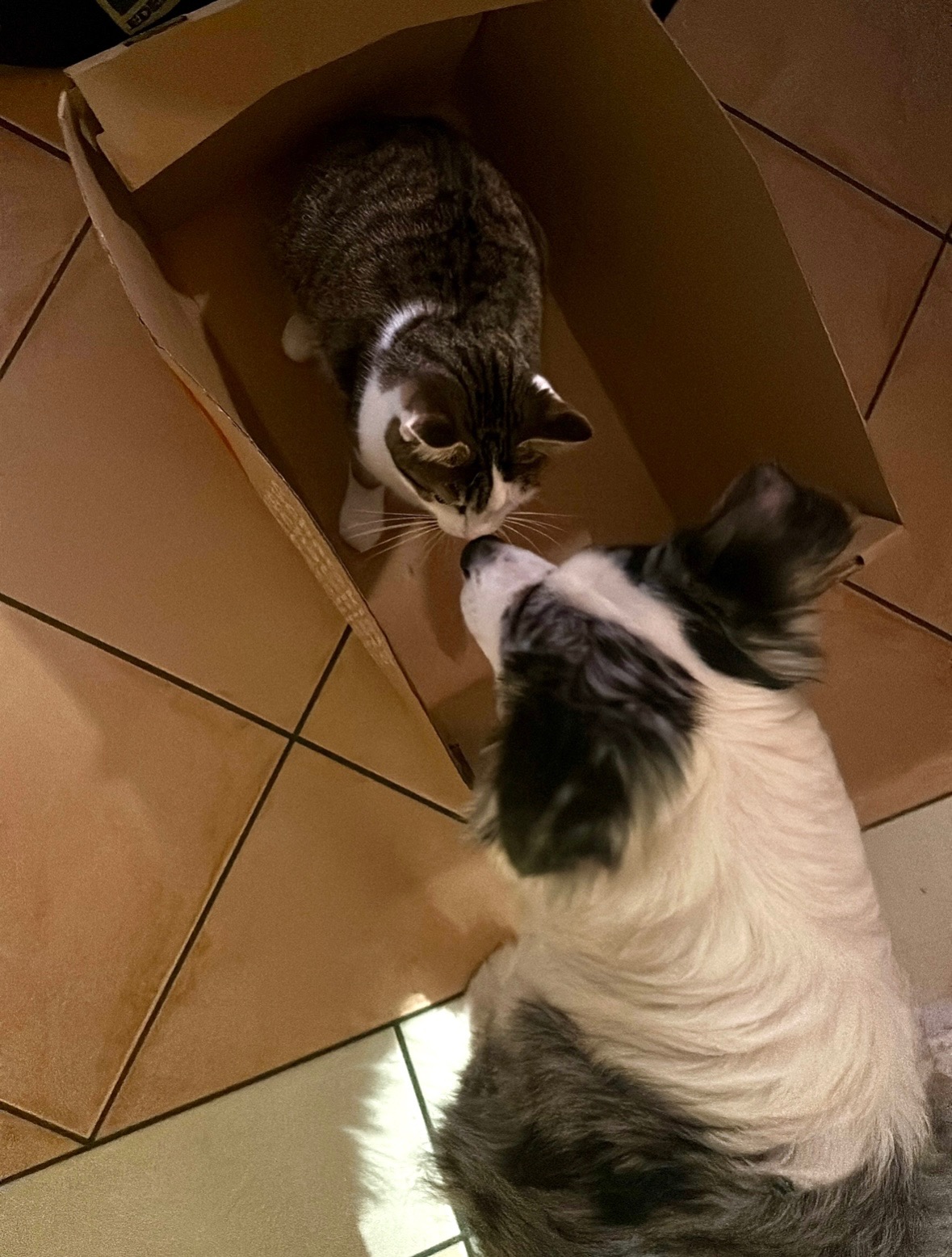 Hilfe für unseren Kater Tony nach schwerem Unfall campaign photo, 4 of 6