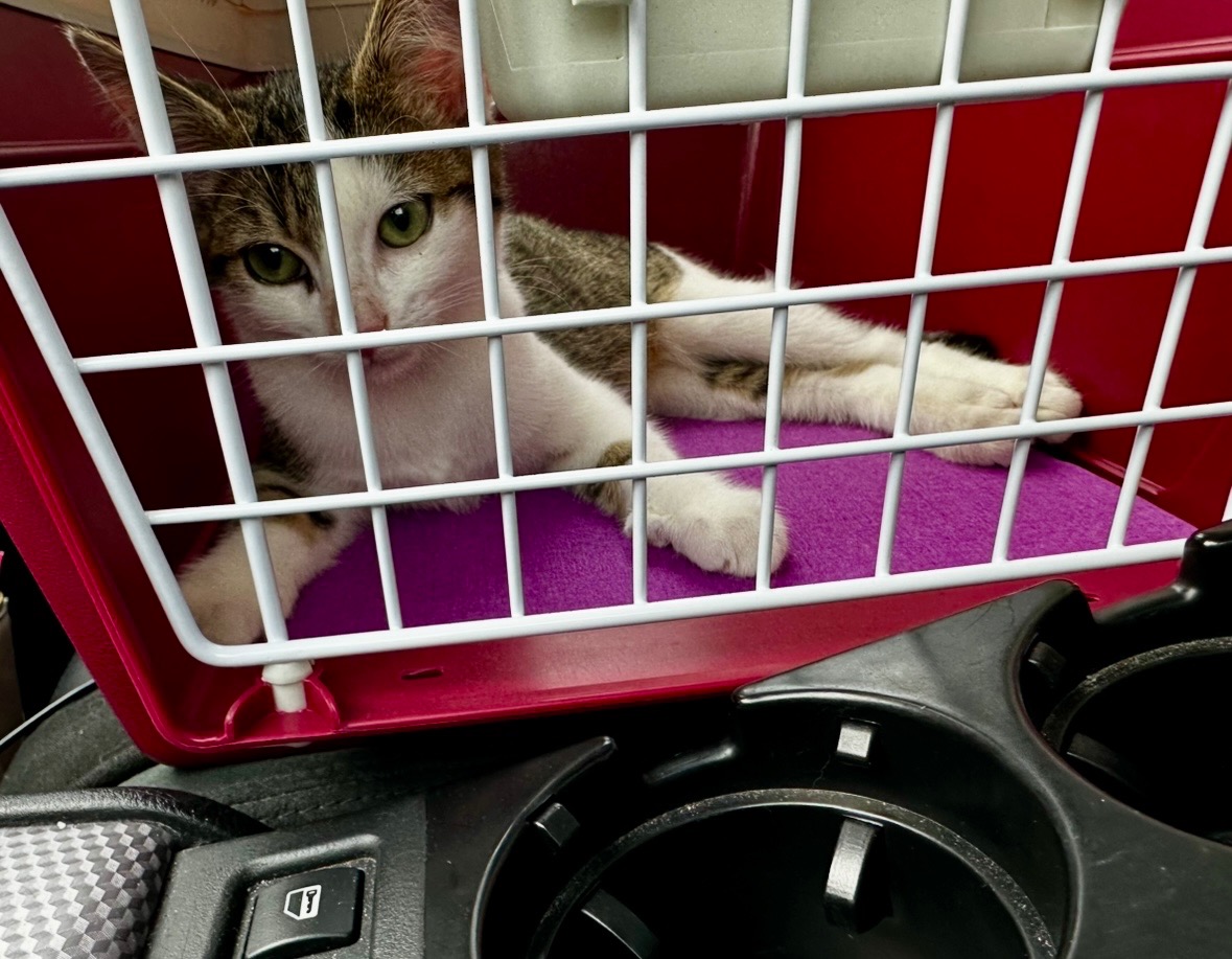 Hilfe für unseren Kater Tony nach schwerem Unfall campaign photo, 2 of 6