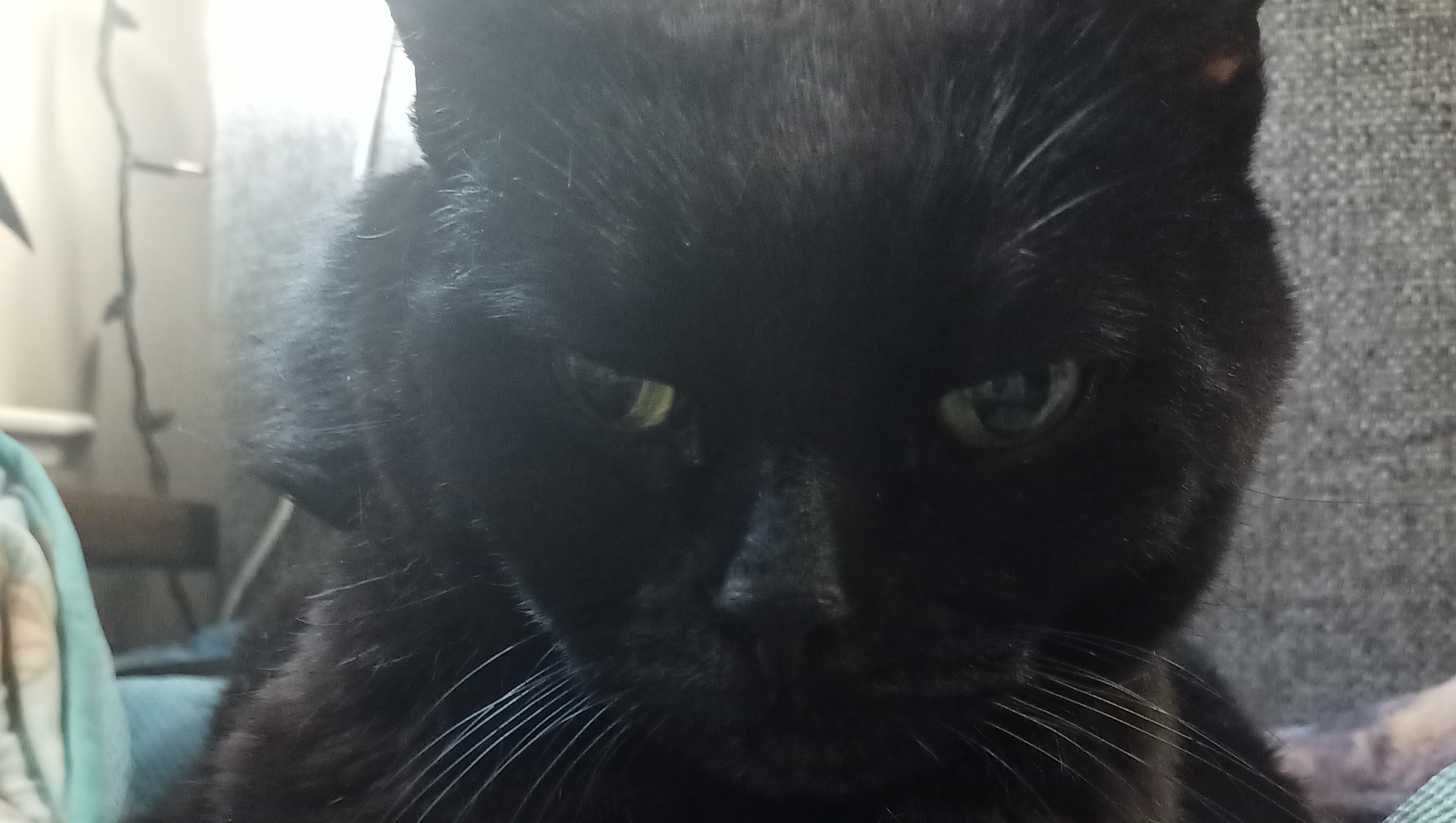 Help Remove Toothless's Benign Tumor photo