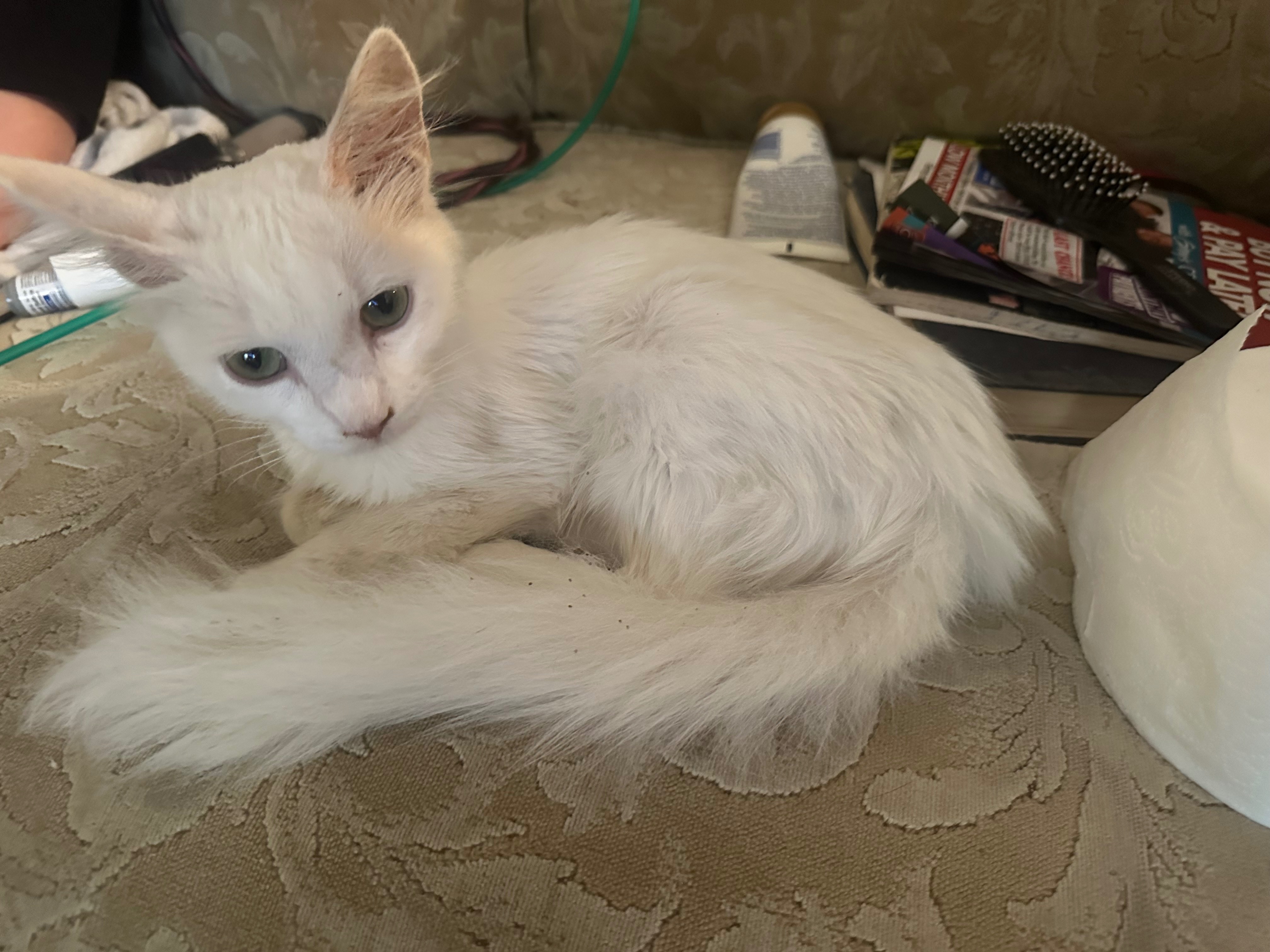 Help This Sweet Cat Get Medical Care campaign photo, 2 of 4