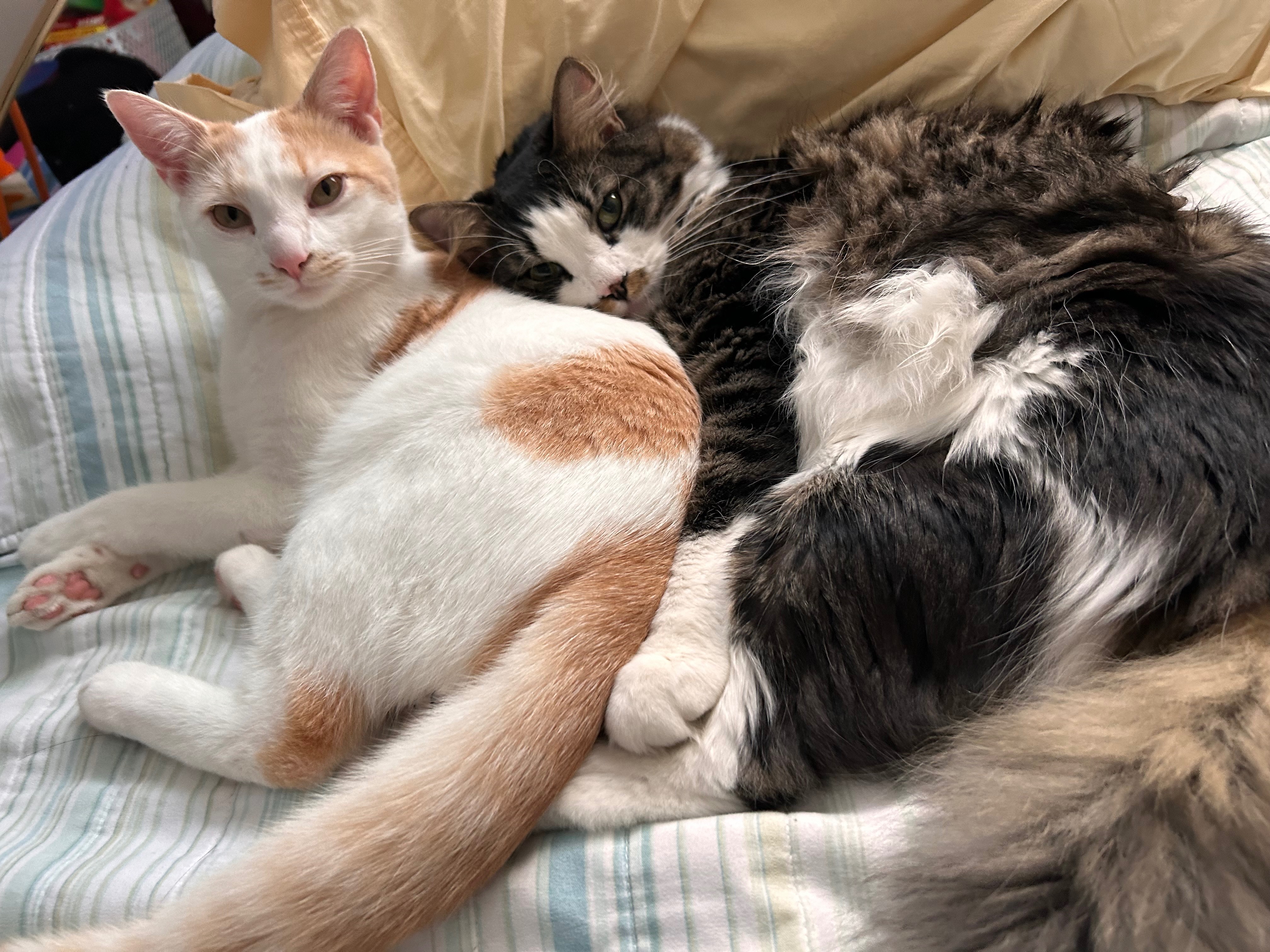 Aid Kenny and Zola with Kai's Medical Bill: Our Boy Forever campaign photo, 6 of 8