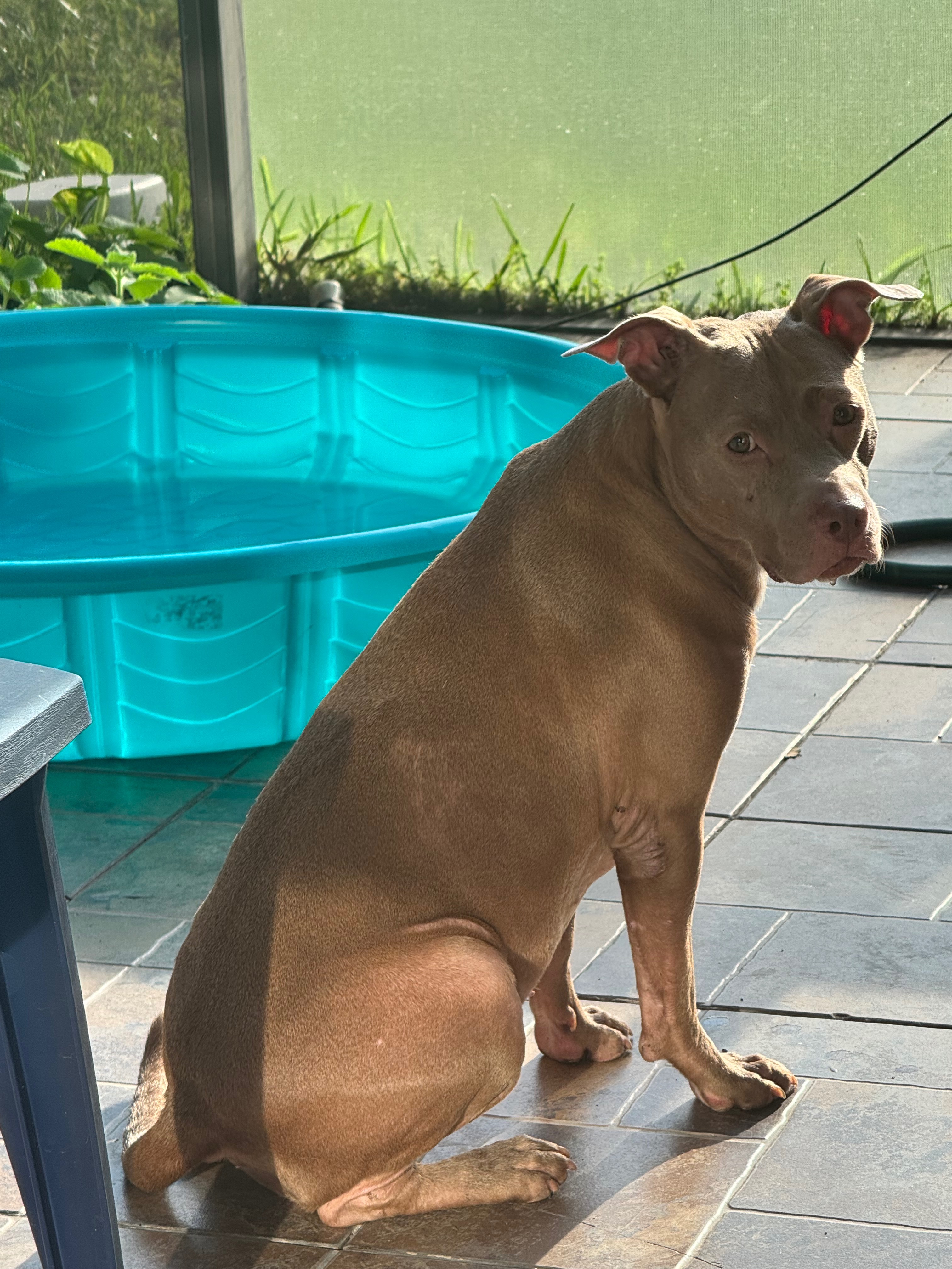Support Nala's Adoption Journey campaign photo, 7 of 8