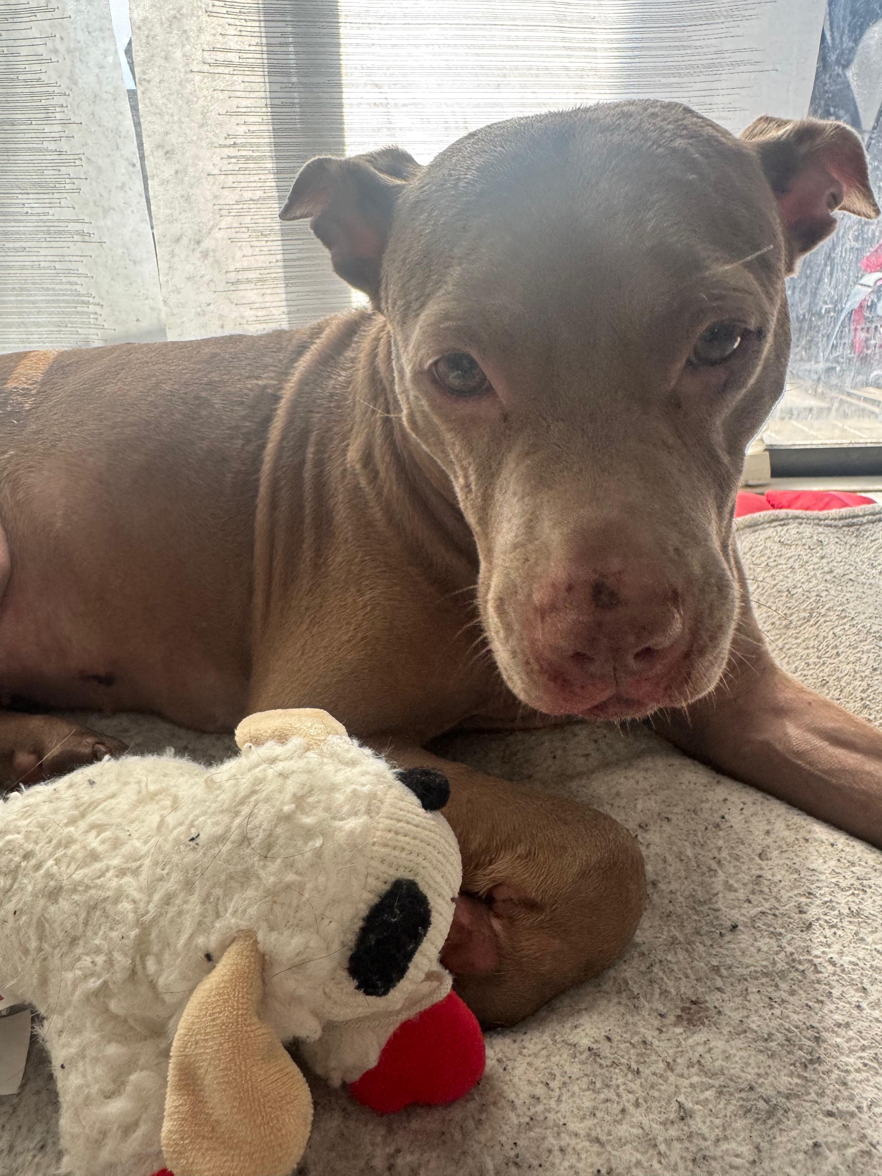 Support Nala's Adoption Journey campaign photo, 2 of 8