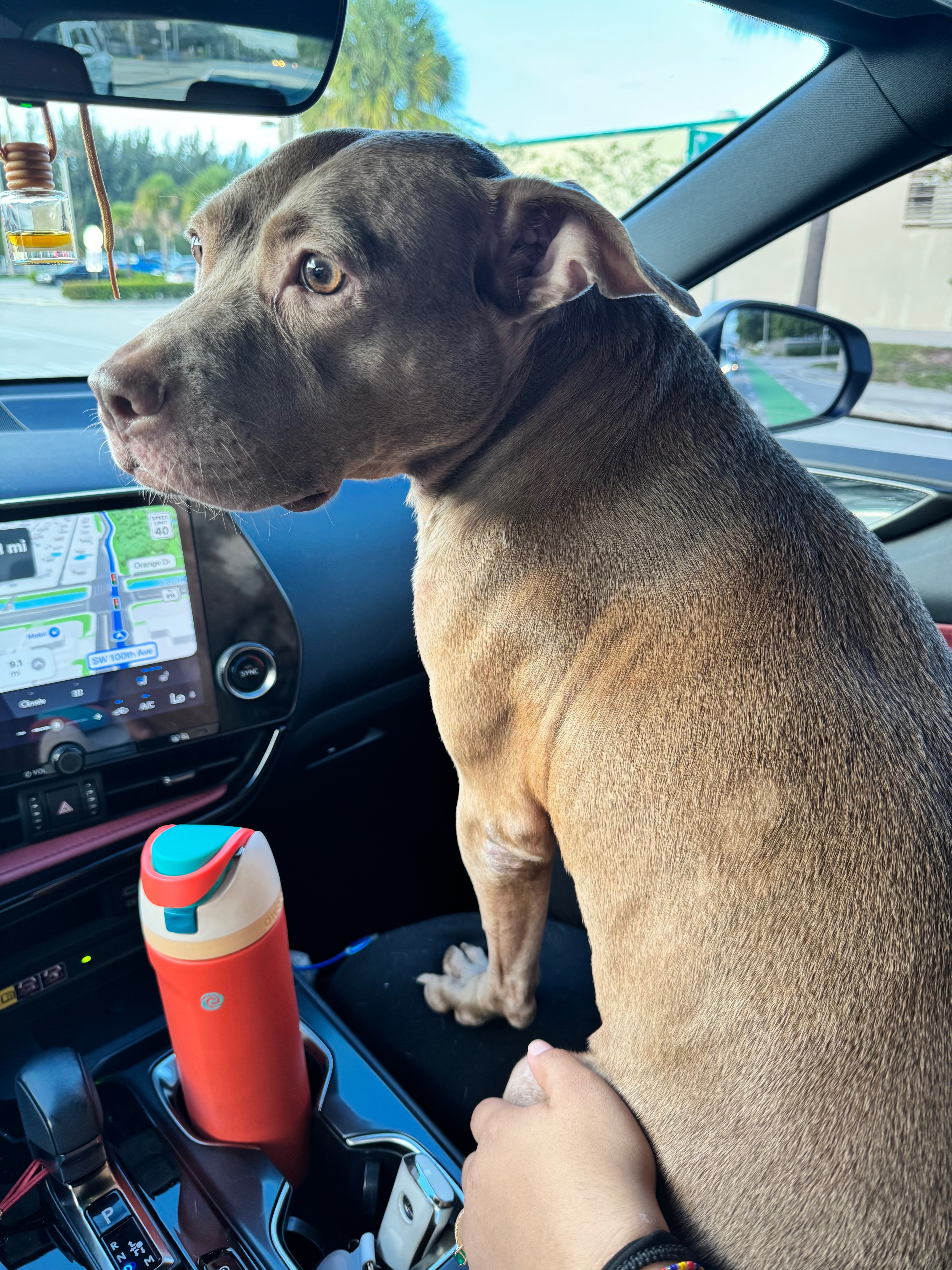 Support Nala's Adoption Journey campaign photo, 6 of 8