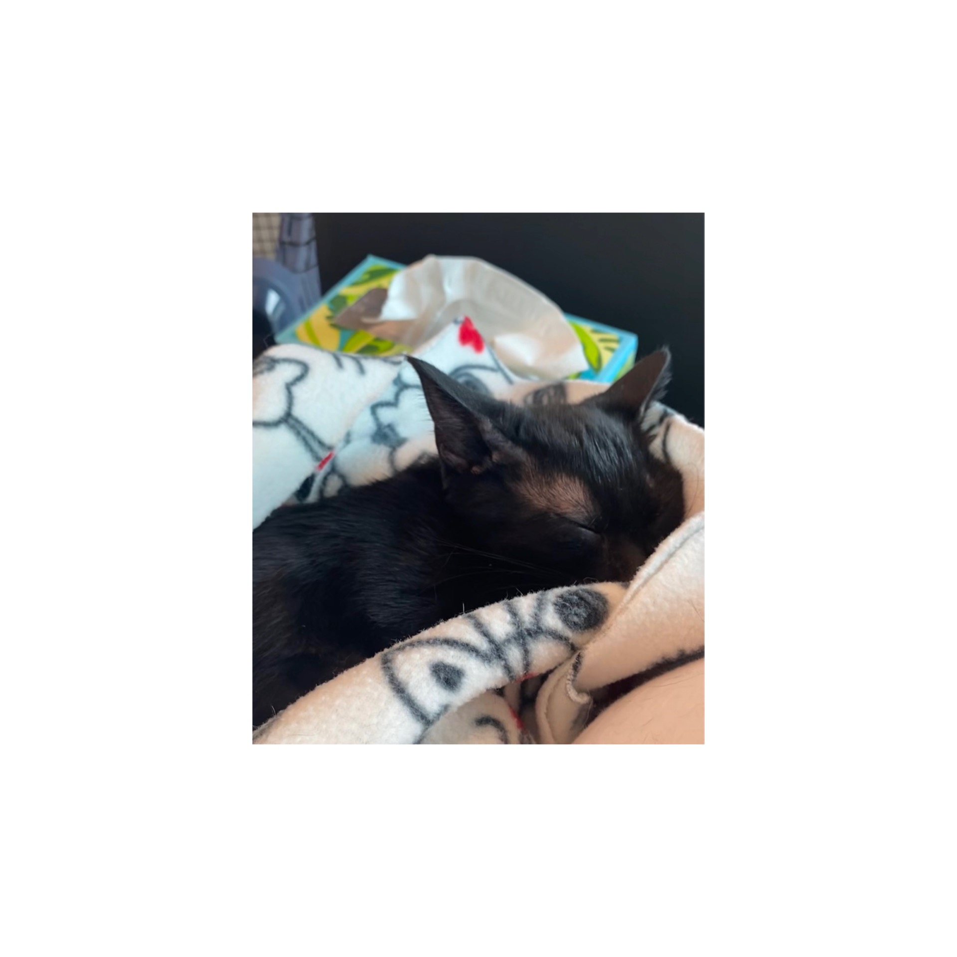 User-uploaded image 1