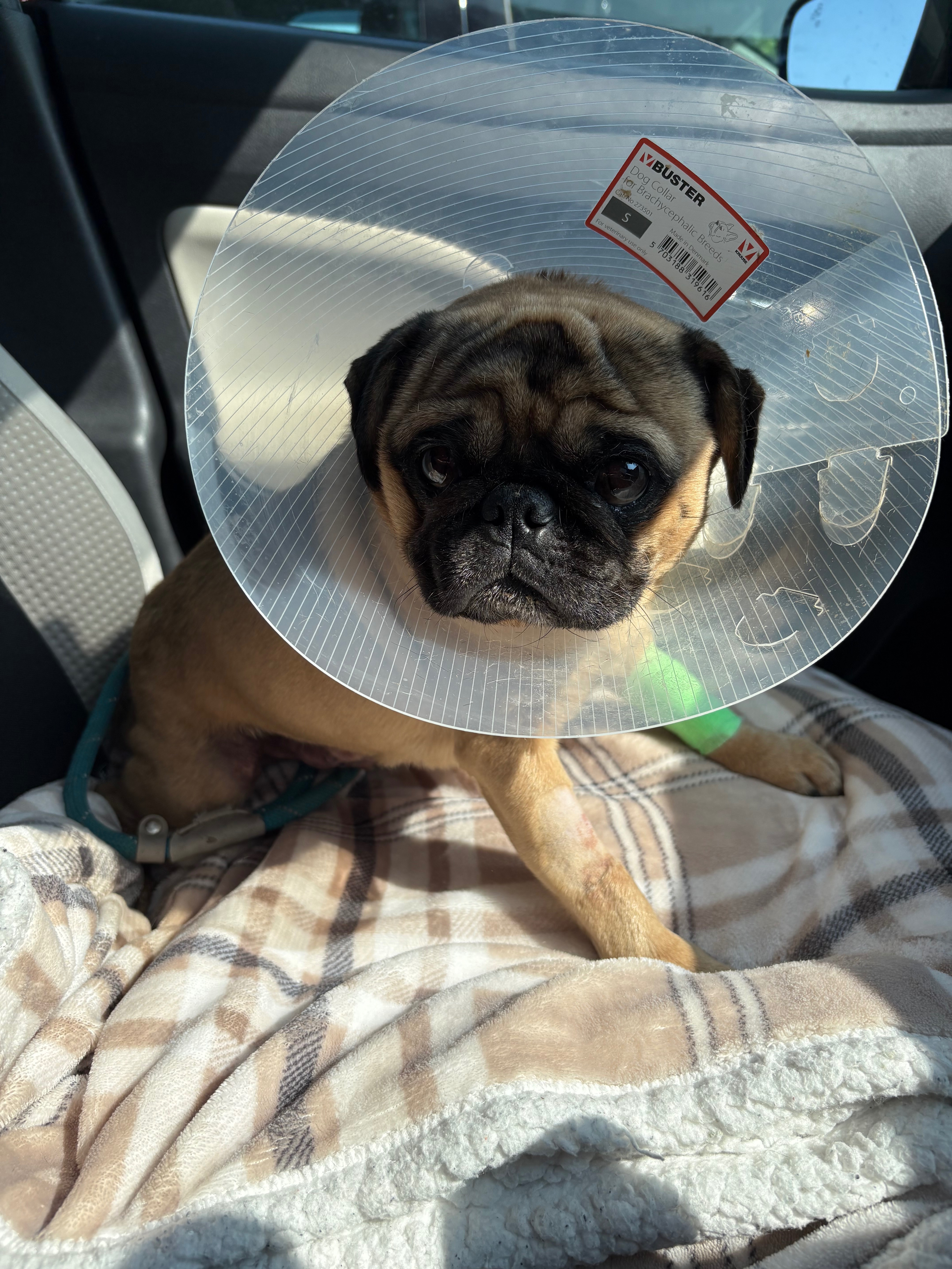HELP WITH TEDS LIFE SAVING SURGERY campaign photo, 2 of 4