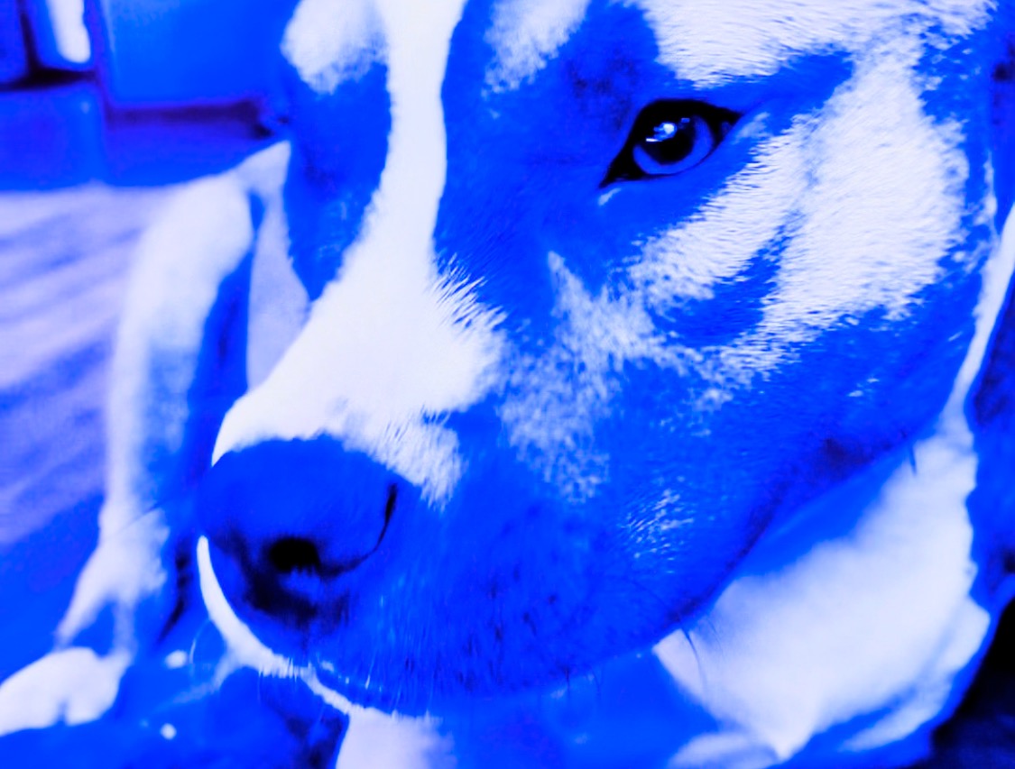 Blue’s end of life & cremation expenses campaign photo, 6 of 8