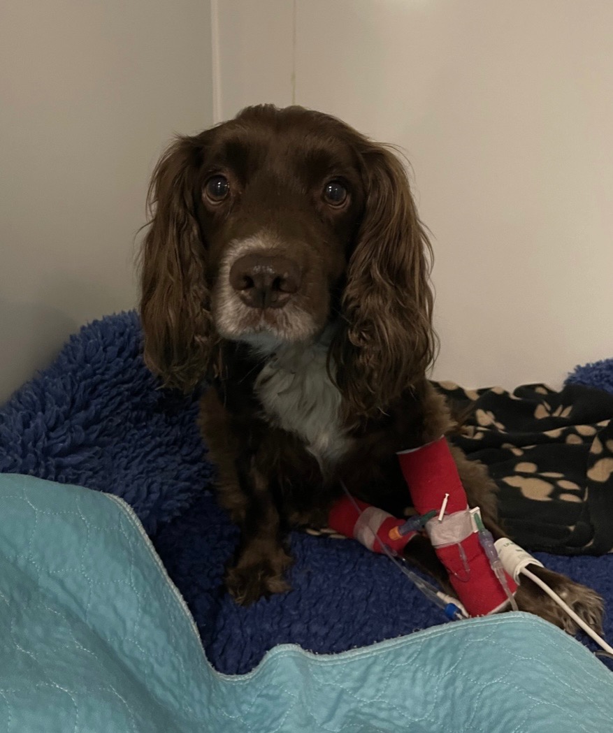 Winston recover from spinal surgery and sepsis campaign photo, 4 of 5