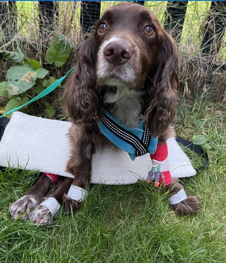 Winston recover from spinal surgery and sepsis campaign photo, 2 of 5
