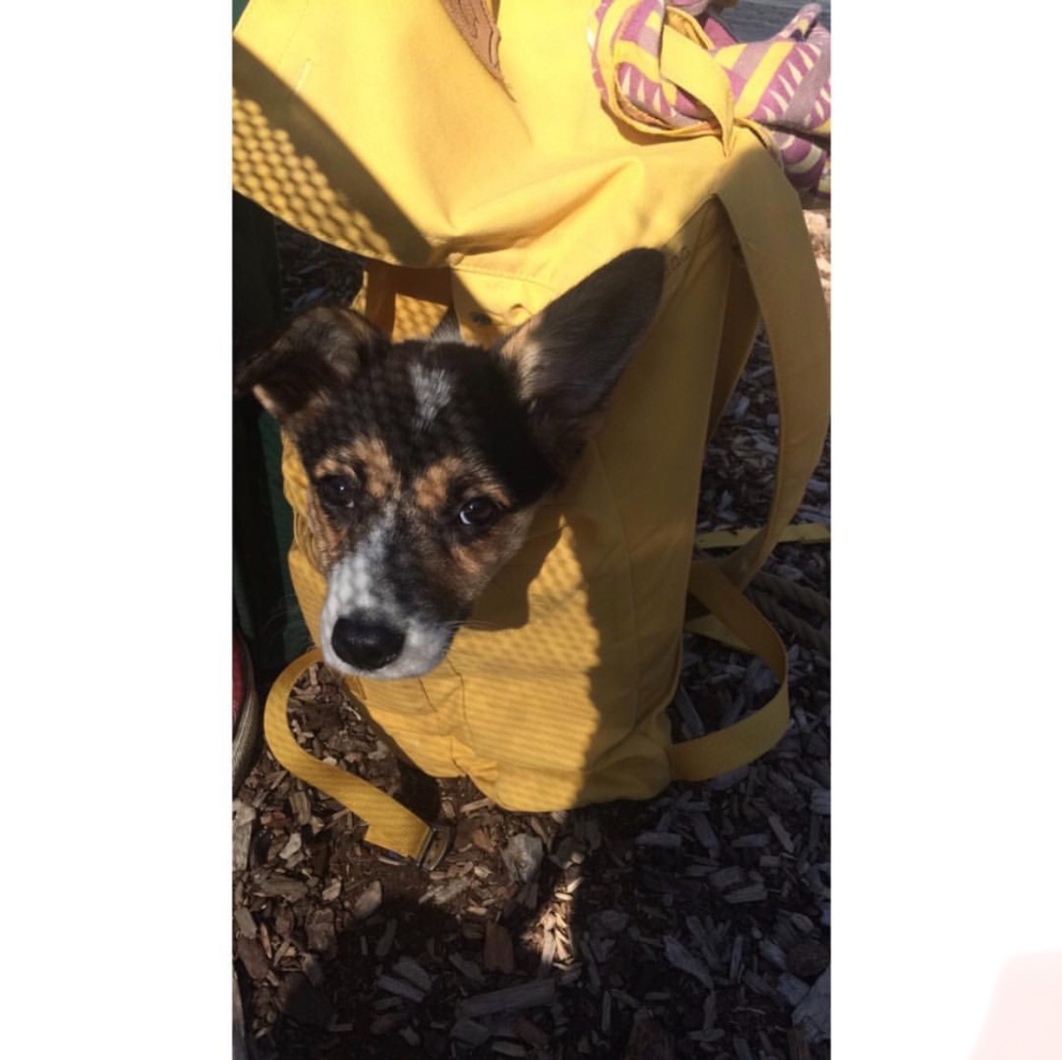 Support Frankie's Medical Recovery campaign photo, 2 of 8