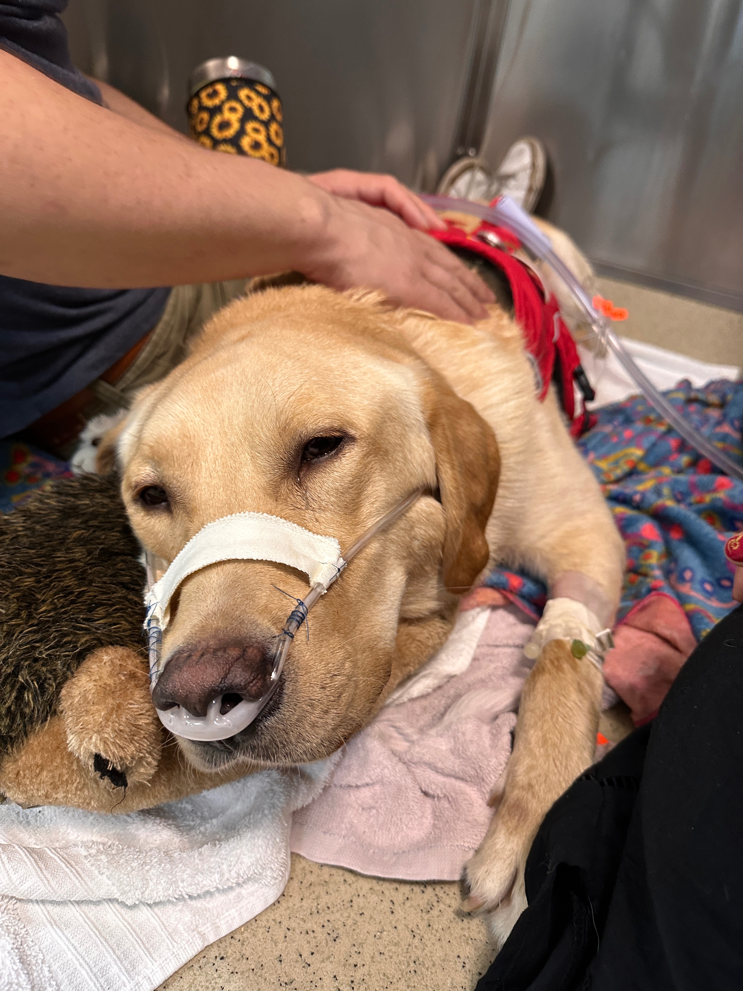 Aid Jess & Pablo Through This Tough Time campaign photo, 5 of 8