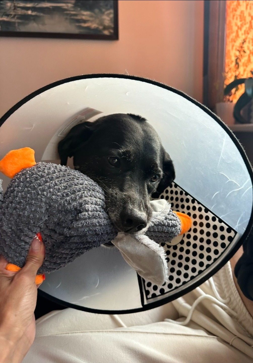 Saving Pepsi’s Tail-Wagging Future campaign photo, 7 of 8