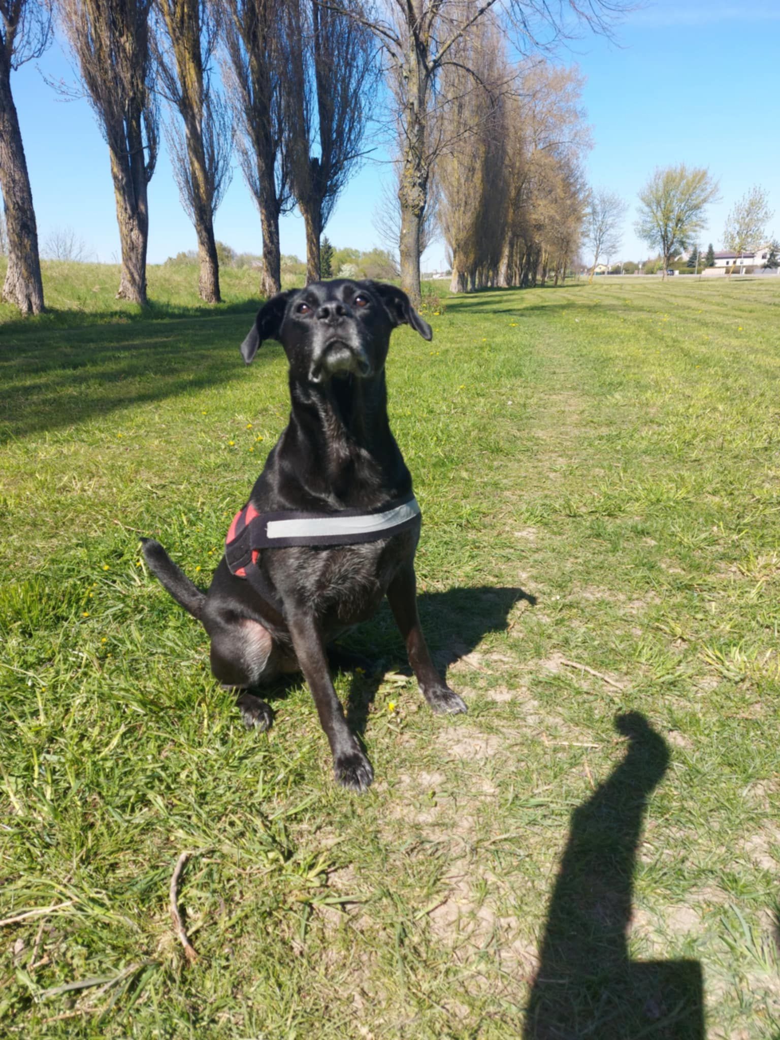 Saving Pepsi’s Tail-Wagging Future campaign photo, 4 of 8