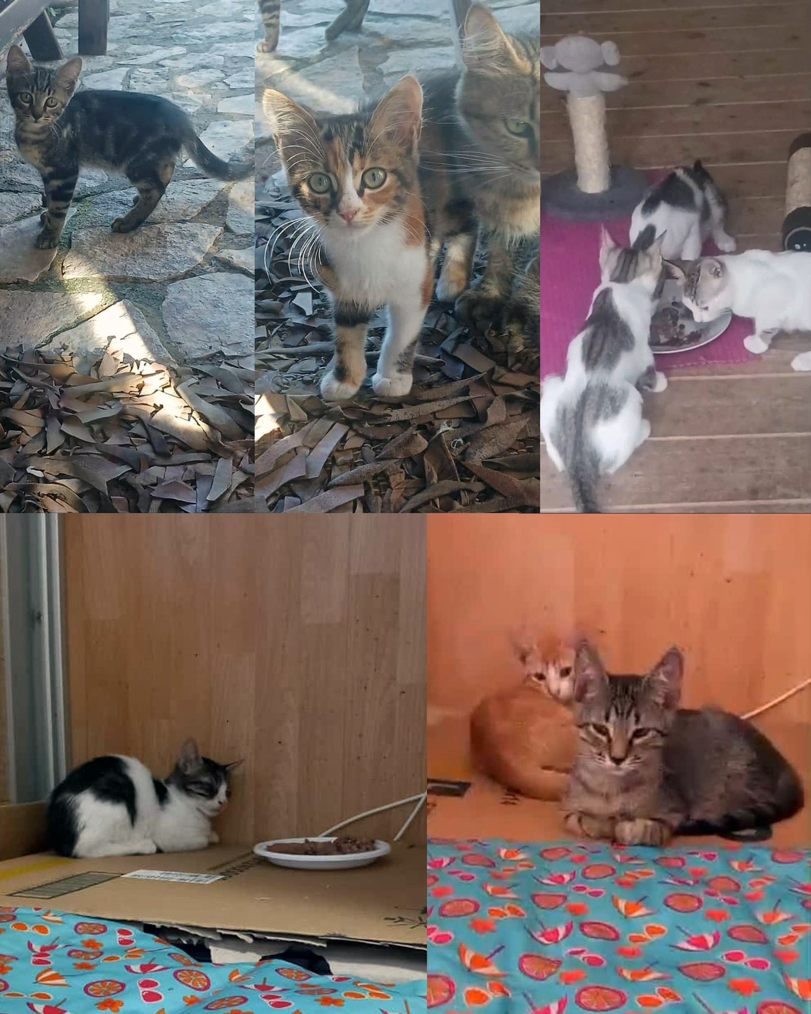 Anche i piccoli sognano di diventare  Grandi ! campaign photo, 7 of 8