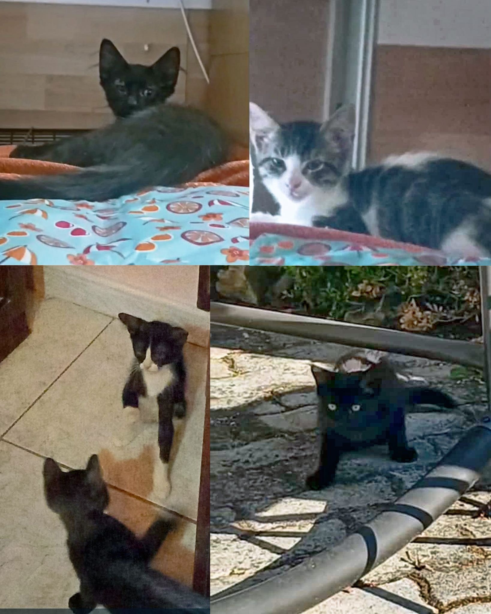 Anche i piccoli sognano di diventare  Grandi ! campaign photo, 4 of 8