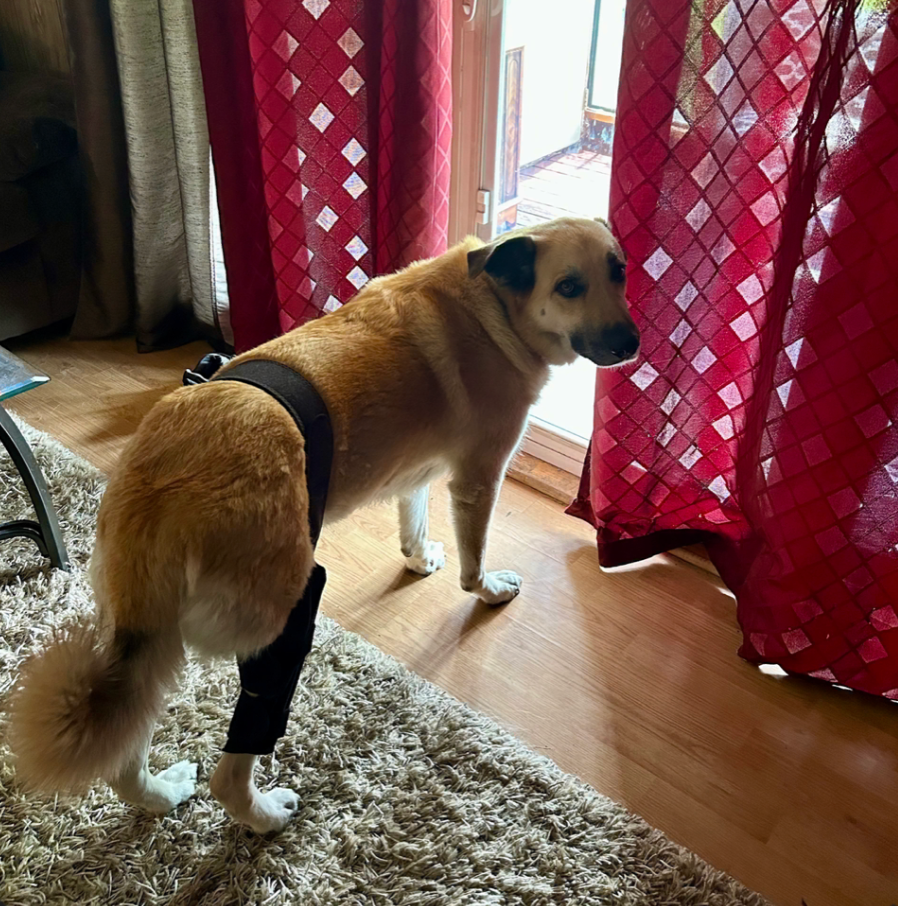 Help Ruby Run Again: Urgent Surgery Needed campaign photo, 6 of 7