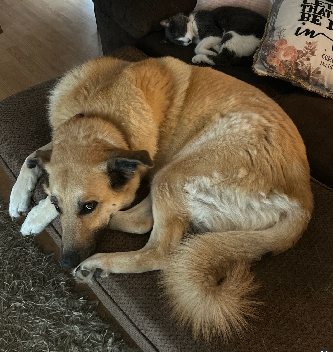 Help Ruby Run Again: Urgent Surgery Needed campaign photo, 5 of 7