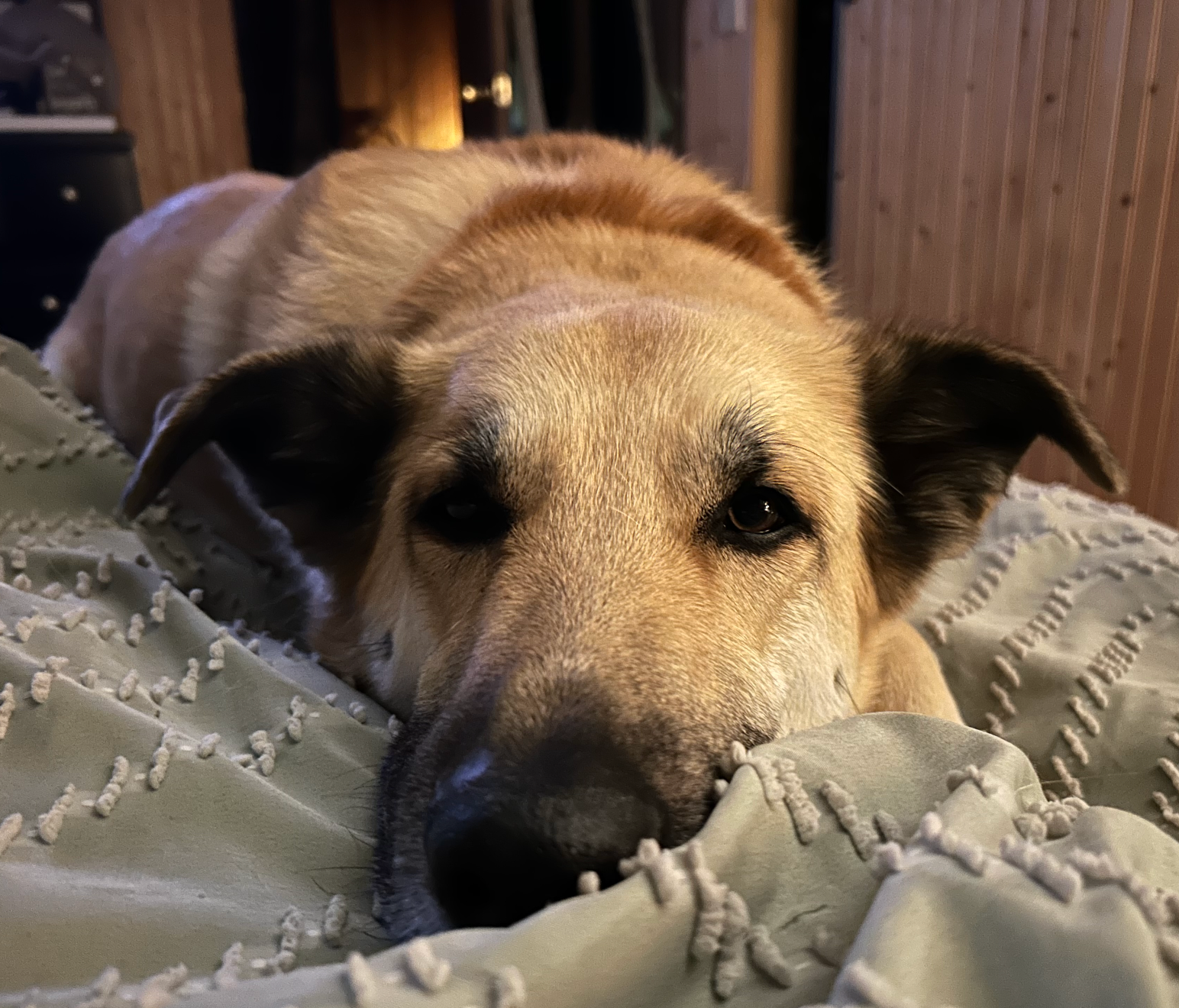 Help Ruby Run Again: Urgent Surgery Needed campaign photo, 4 of 7