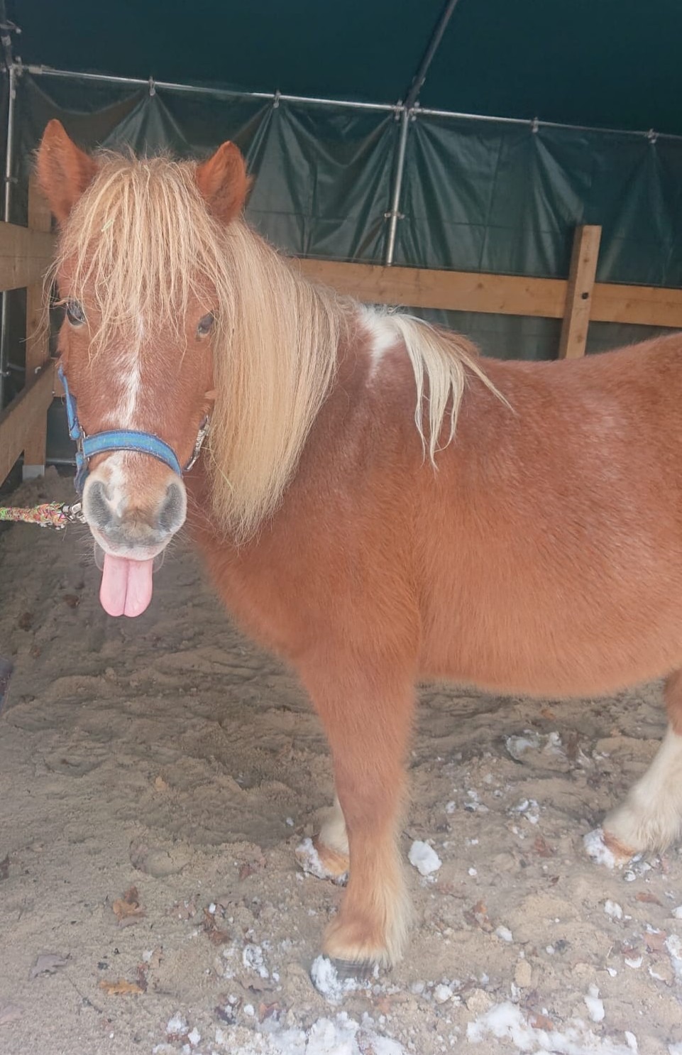 Trauerbegleitpony Biene braucht deine Hilfe campaign photo, 5 of 6