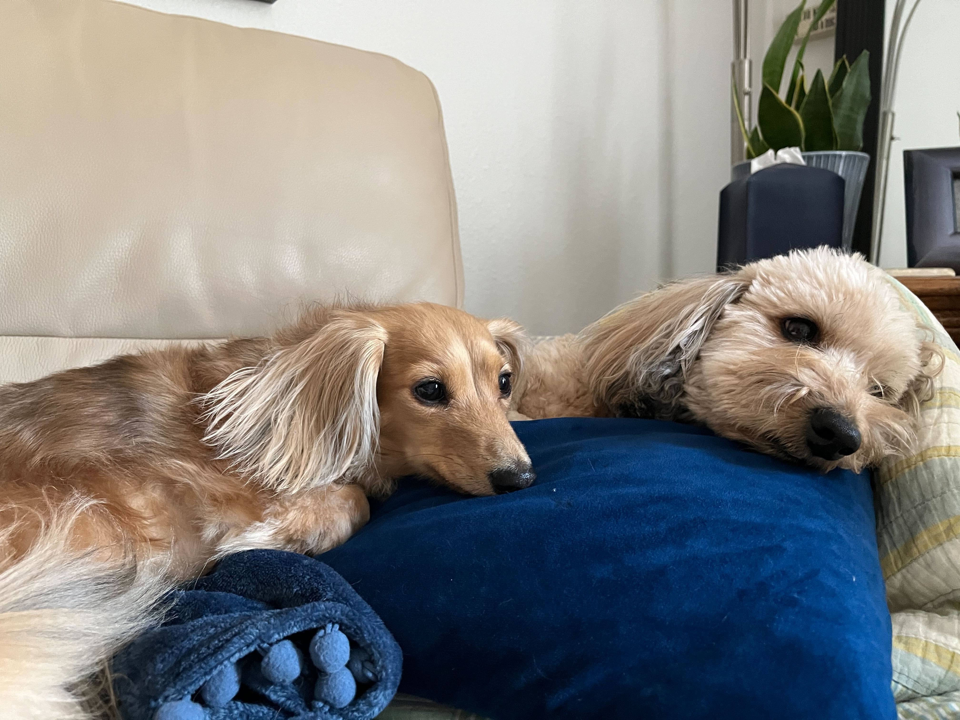 We've got her back!! Support Busy’s Urgent Surgery Journey campaign photo, 2 of 8