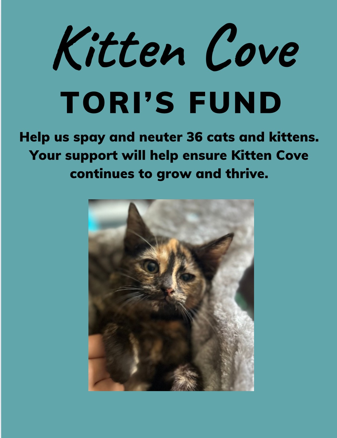 Donate to Kitten Cove's Cat Rescue Mission campaign photo, 7 of 8