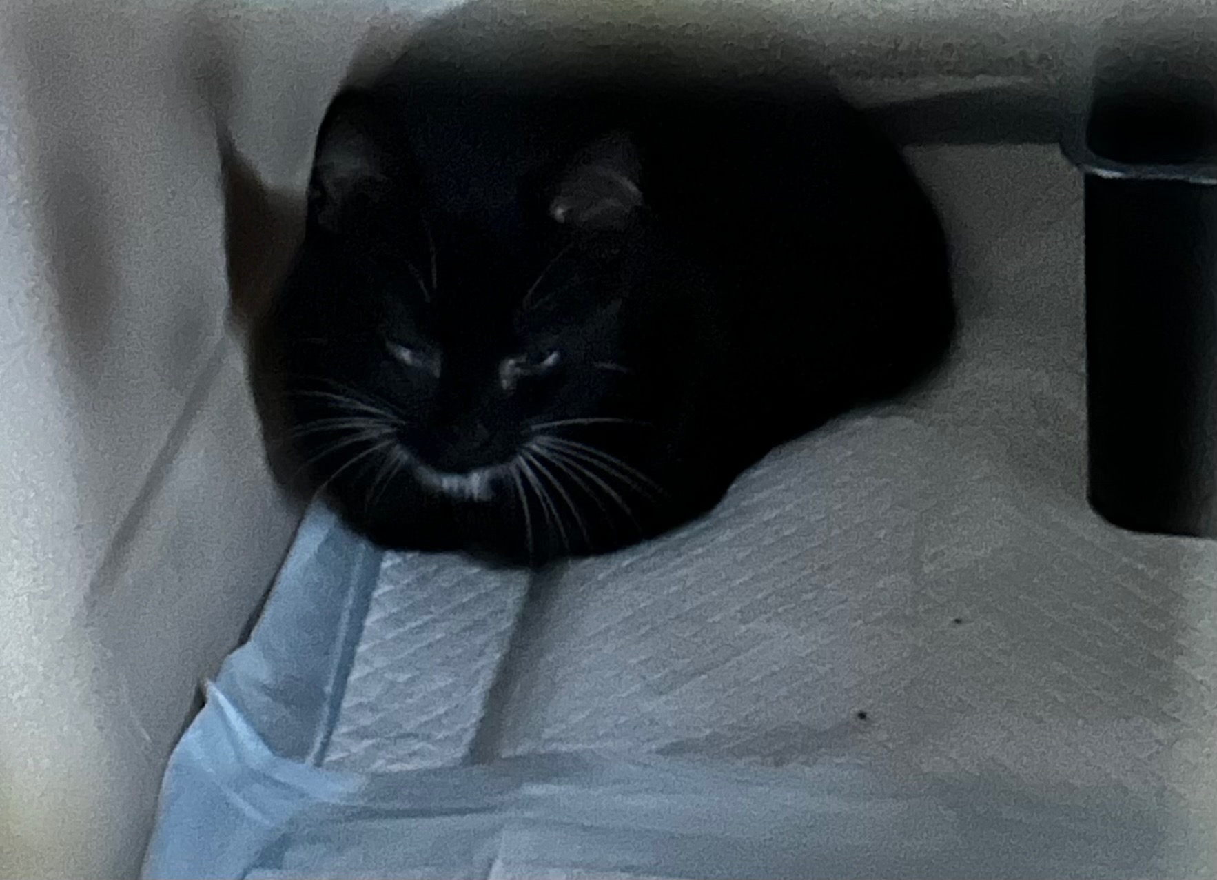 Donate to Kitten Cove's Cat Rescue Mission campaign photo, 2 of 8