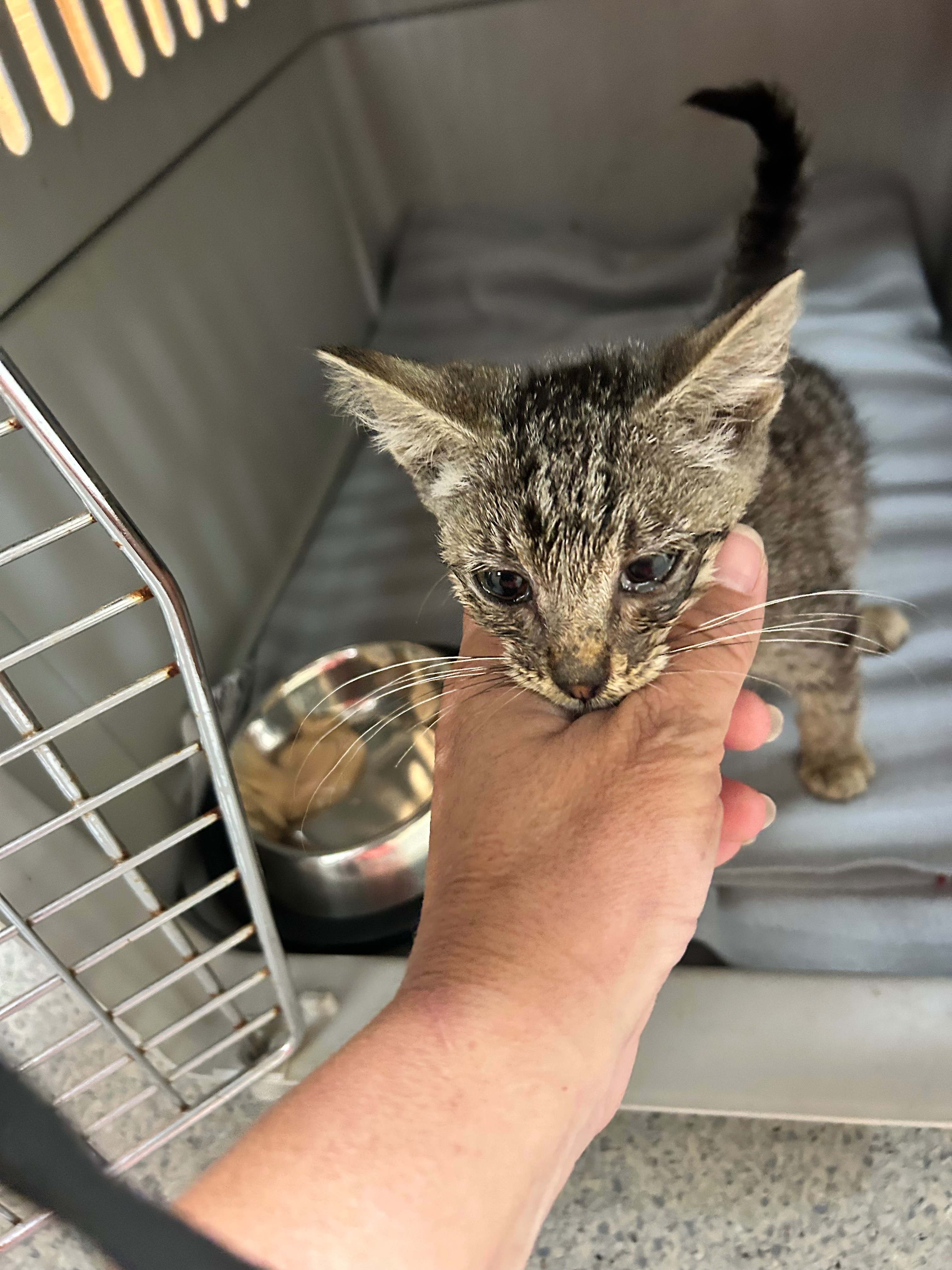 Donate to Kitten Cove's Cat Rescue Mission campaign photo, 4 of 8