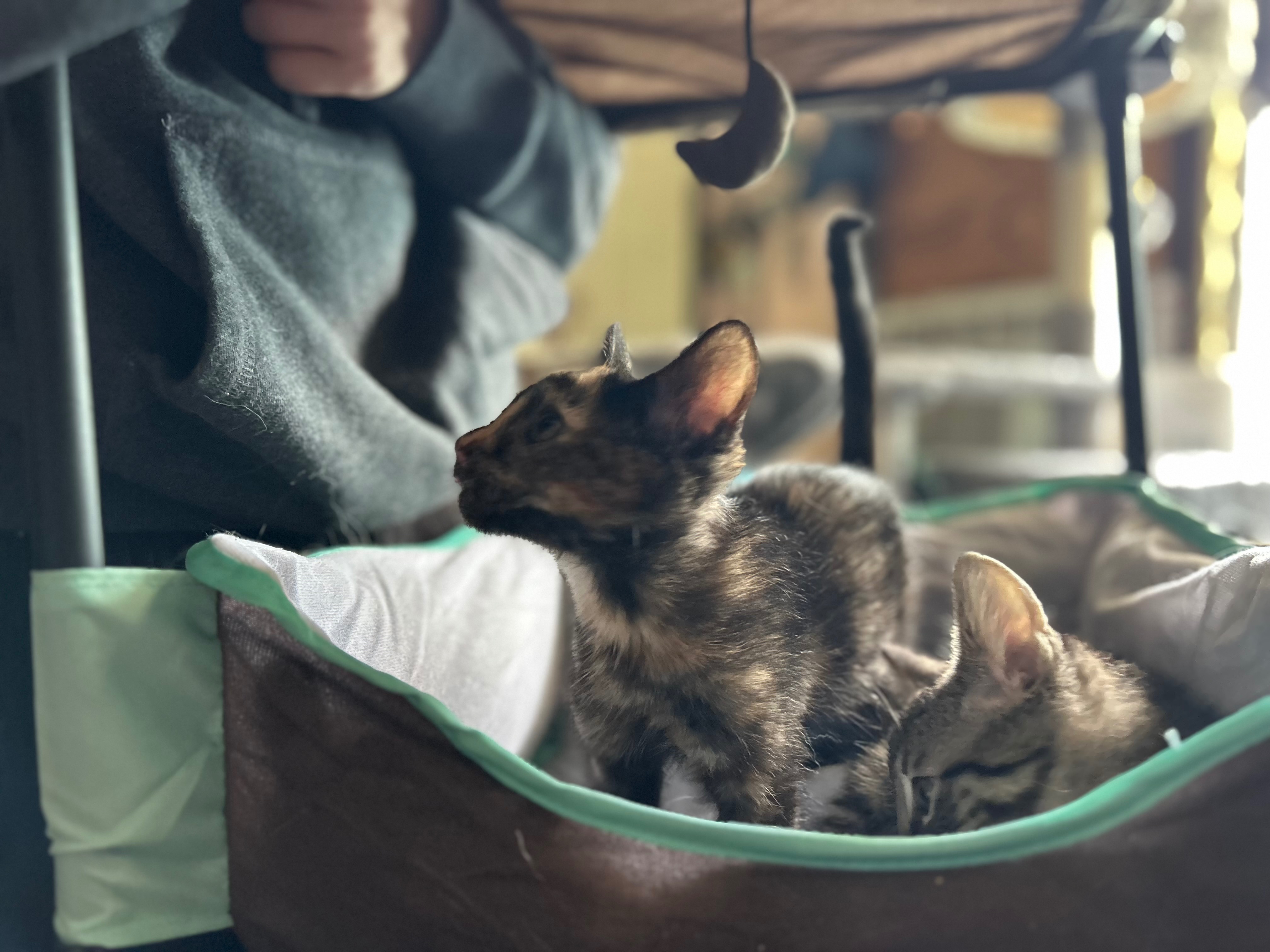 Donate to Kitten Cove's Cat Rescue Mission campaign photo, 5 of 8