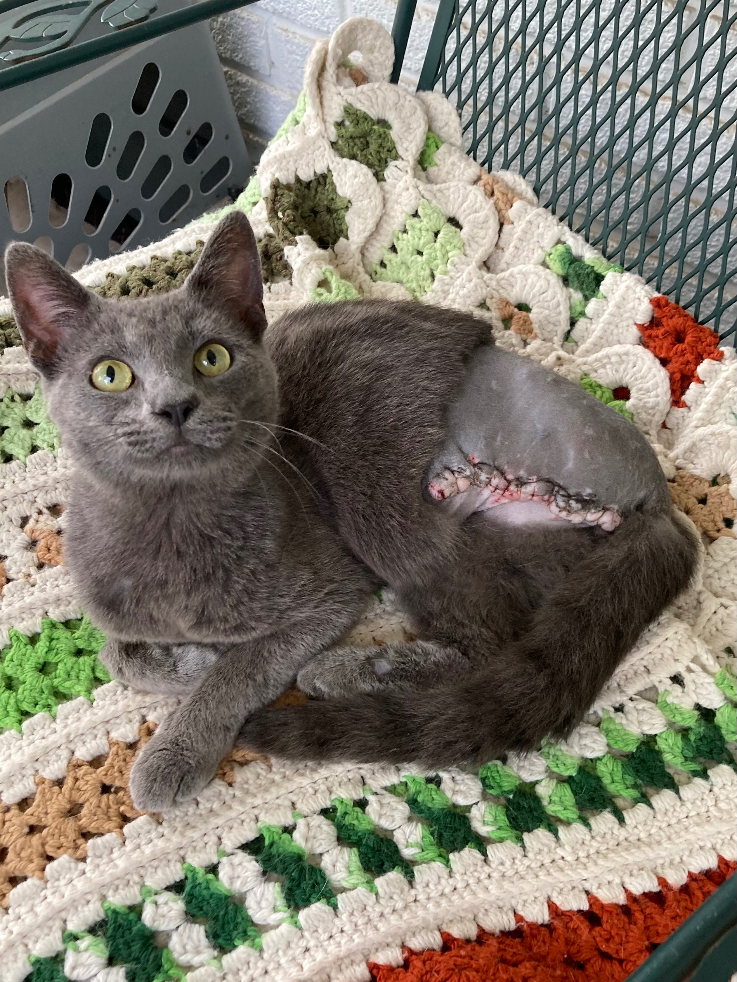 Donate to Kitten Cove's Cat Rescue Mission campaign photo, 6 of 8