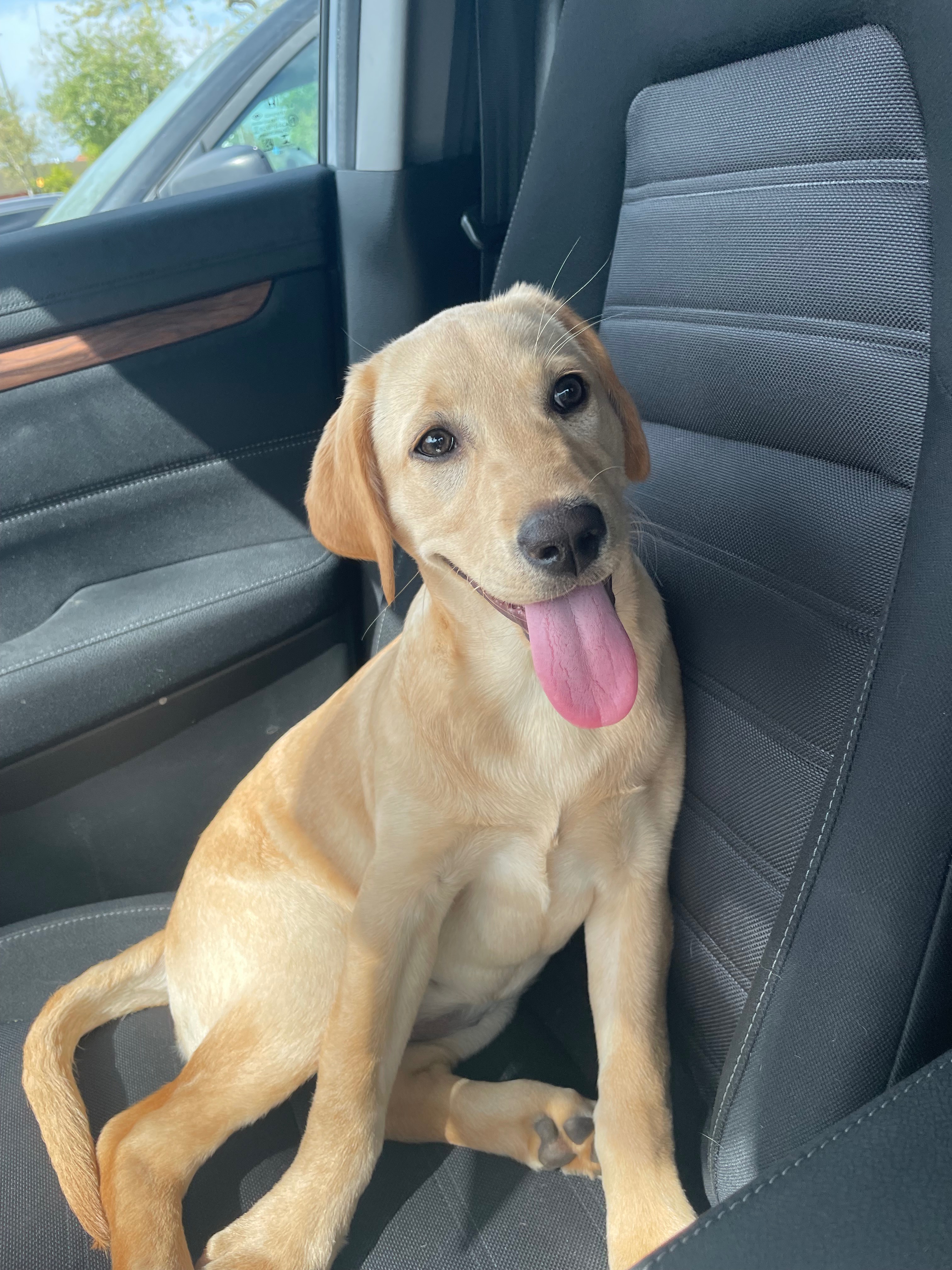 Urgent Surgery Needed for Our Puppy campaign photo, 4 of 5