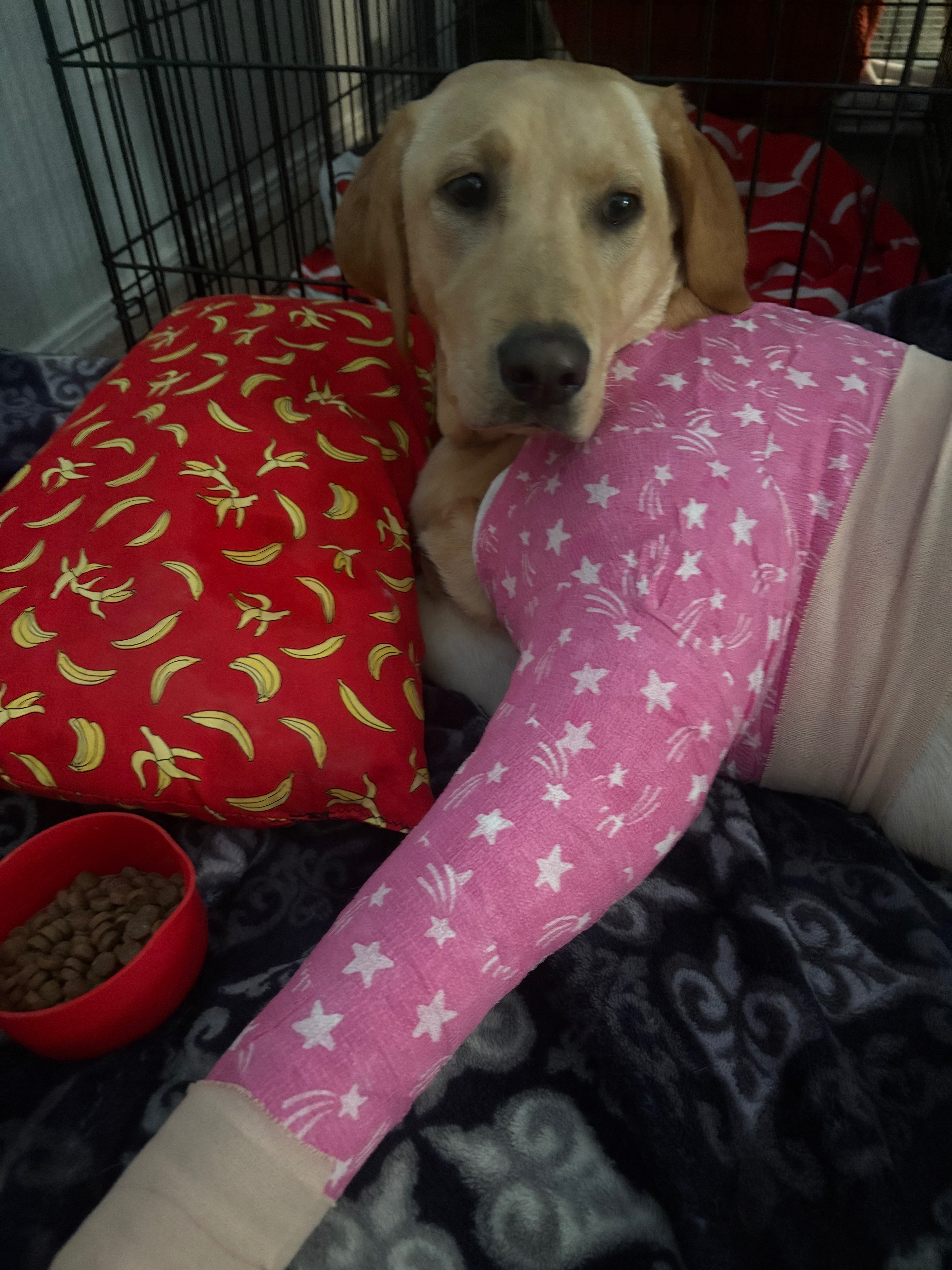 Urgent Surgery Needed for Our Puppy campaign photo, 2 of 5
