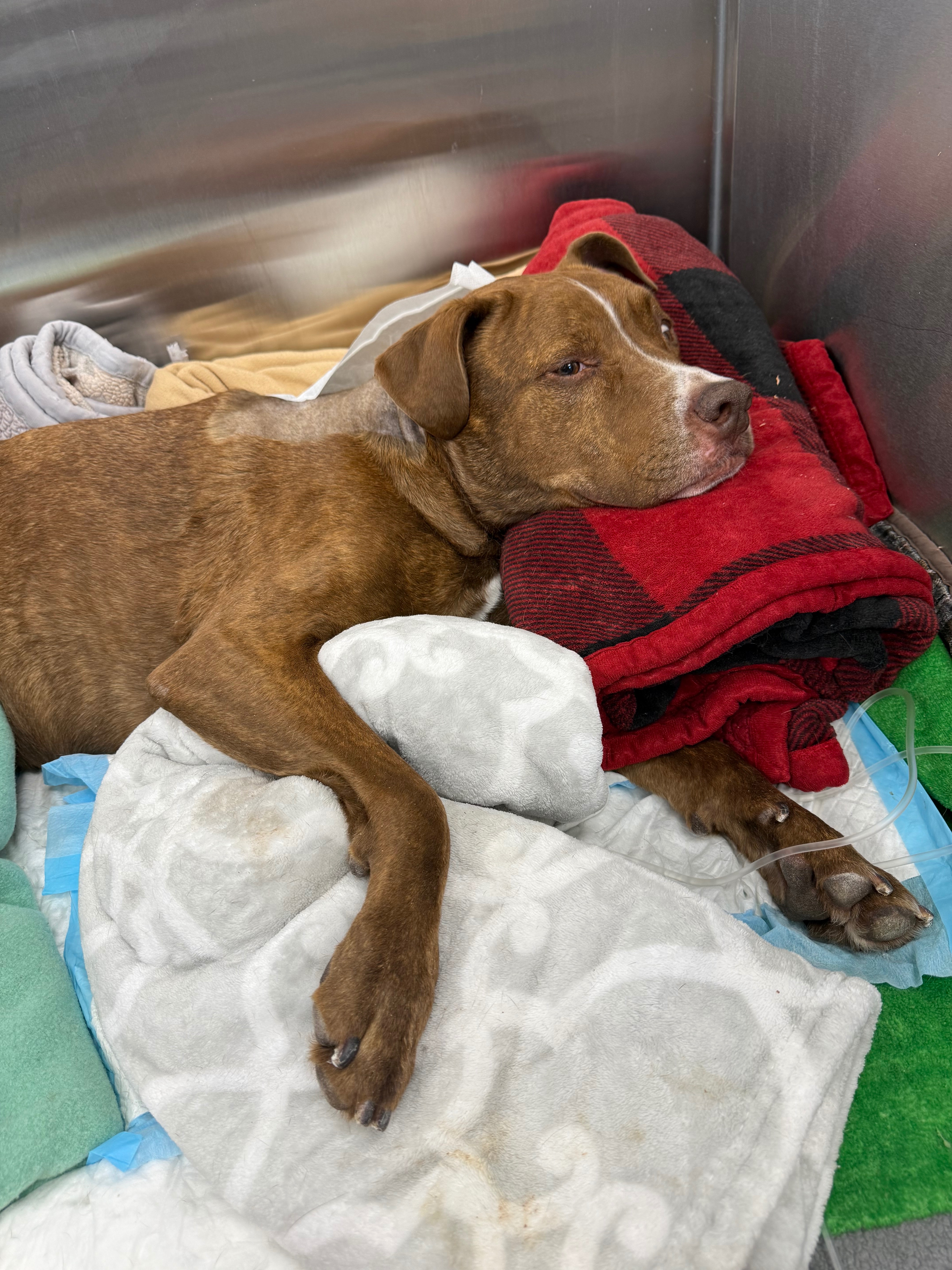 Donate for Brown's Healing and Rehab campaign photo, 2 of 4